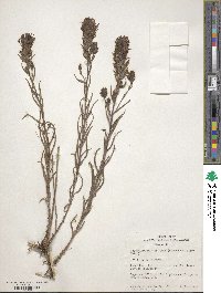 Castilleja flava image