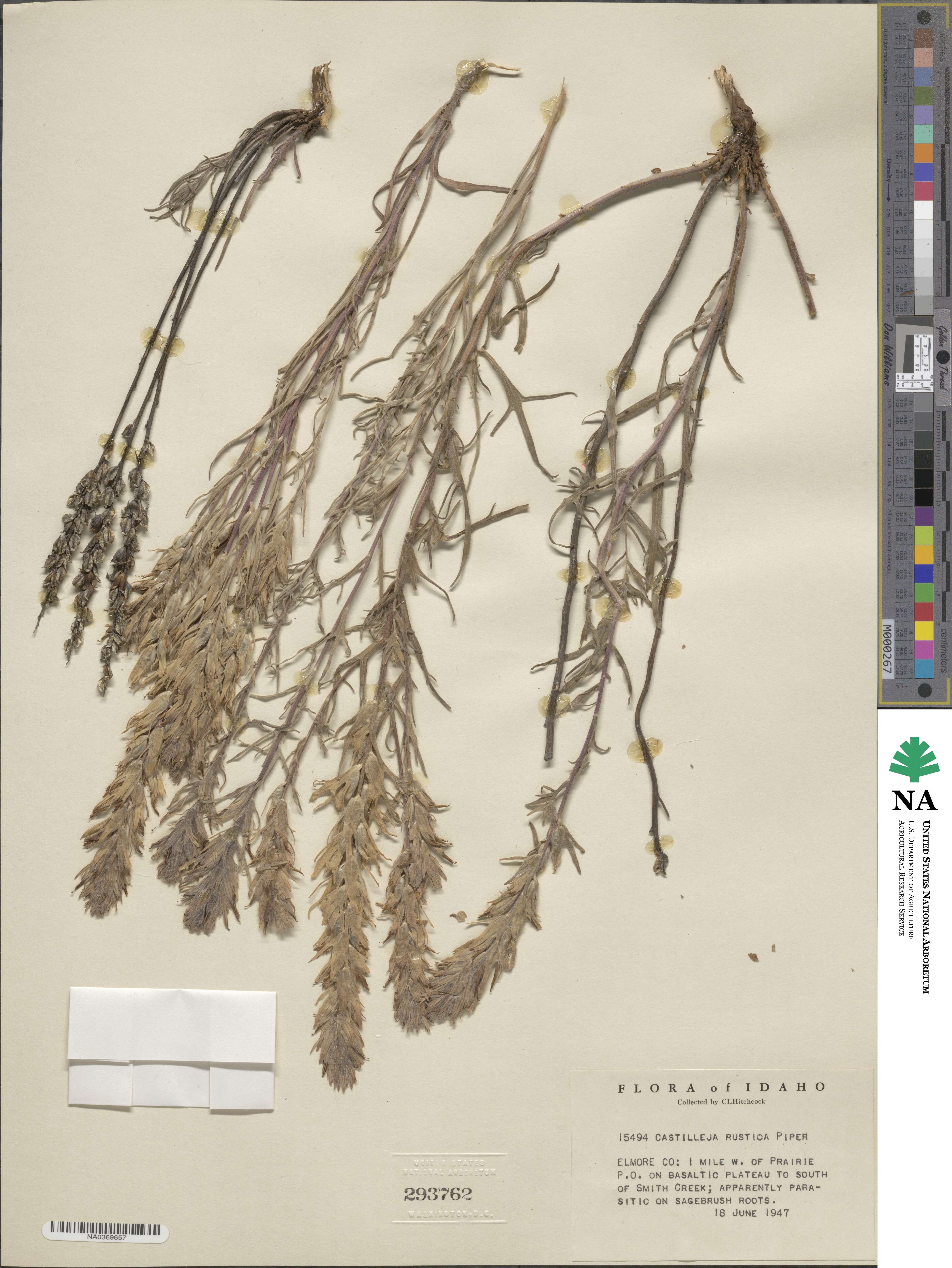Castilleja flava image
