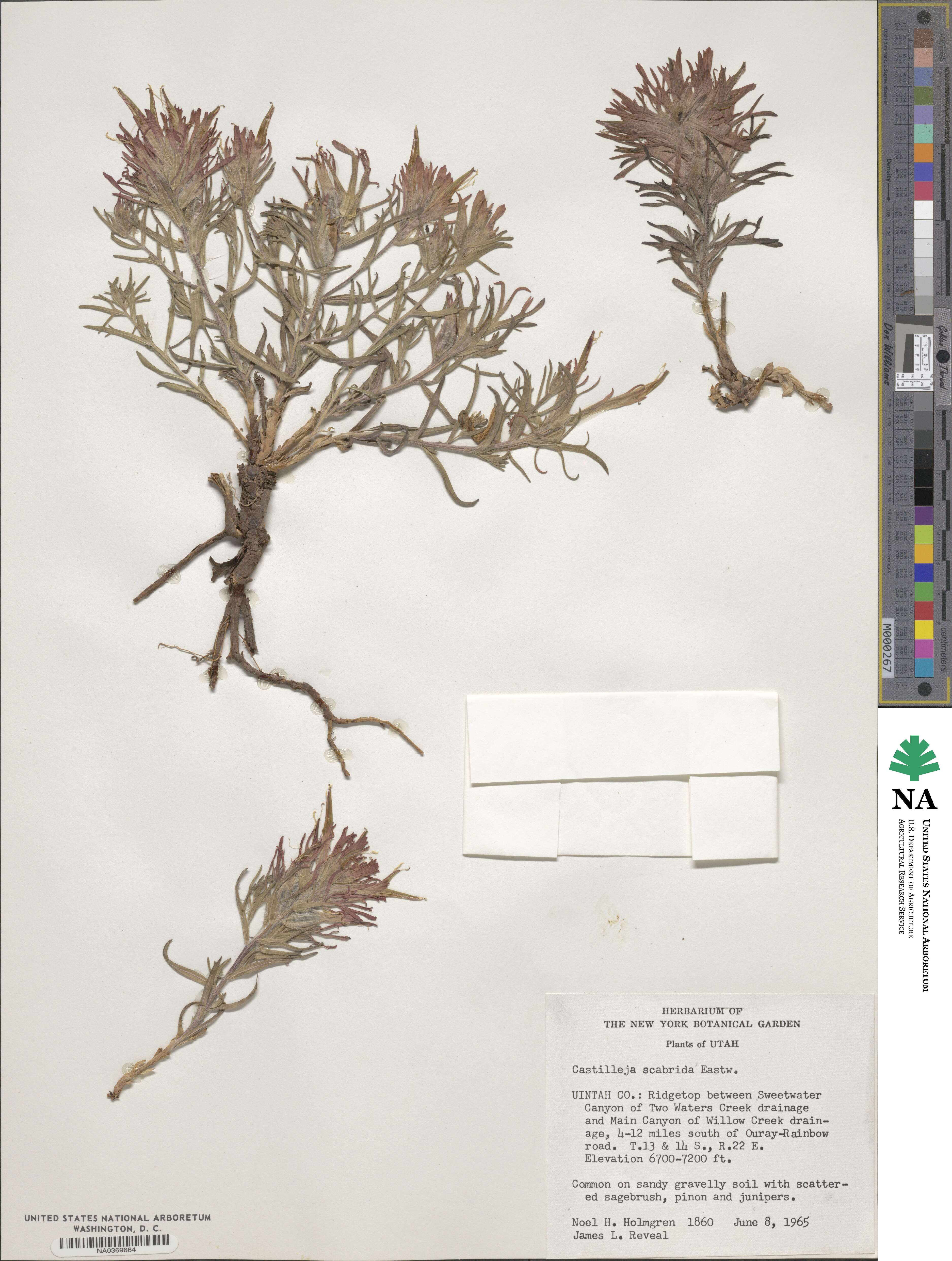 Castilleja scabrida image