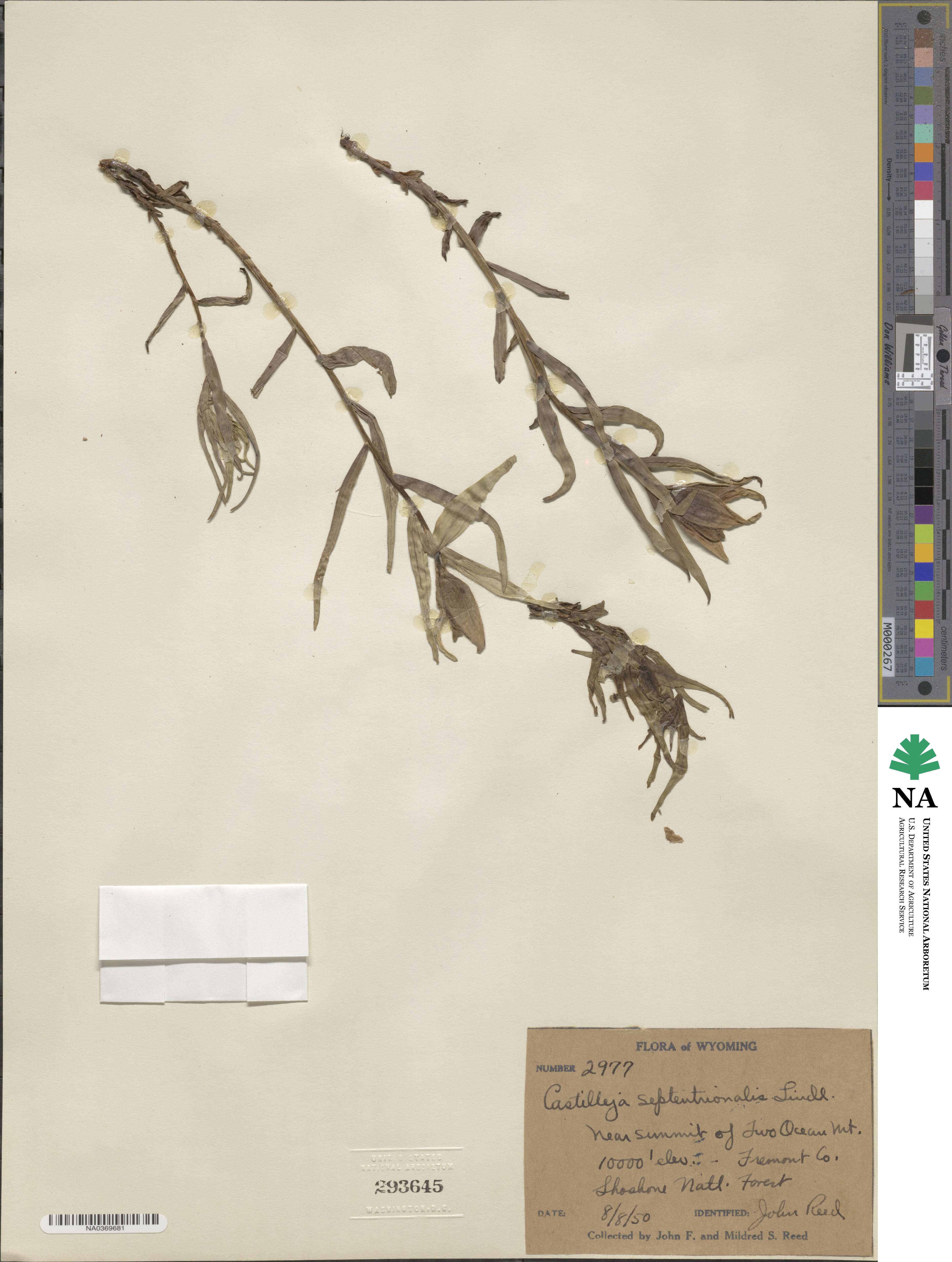 Castilleja septentrionalis image