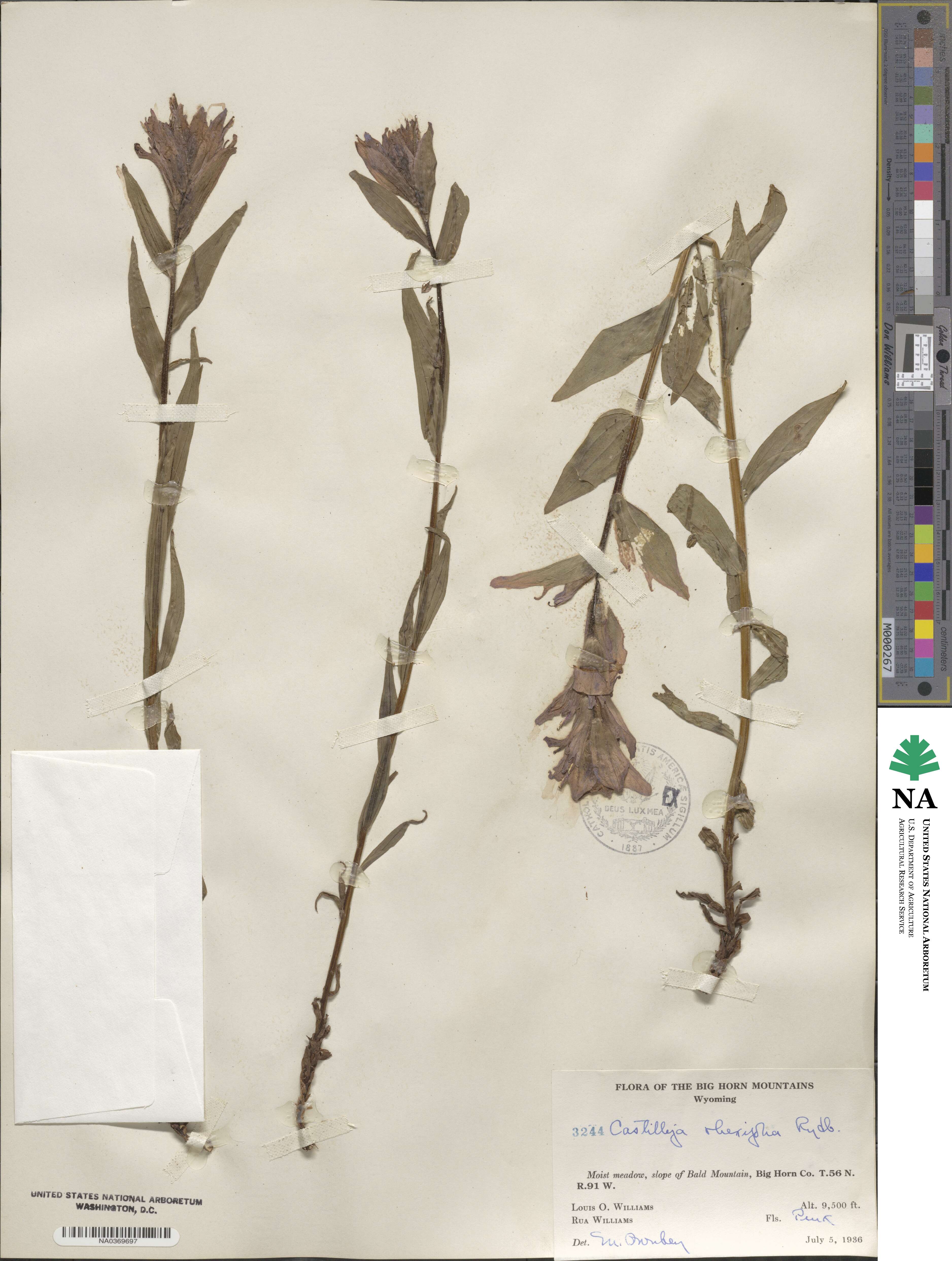 Castilleja rhexifolia image
