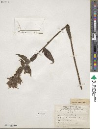Castilleja rhexifolia image