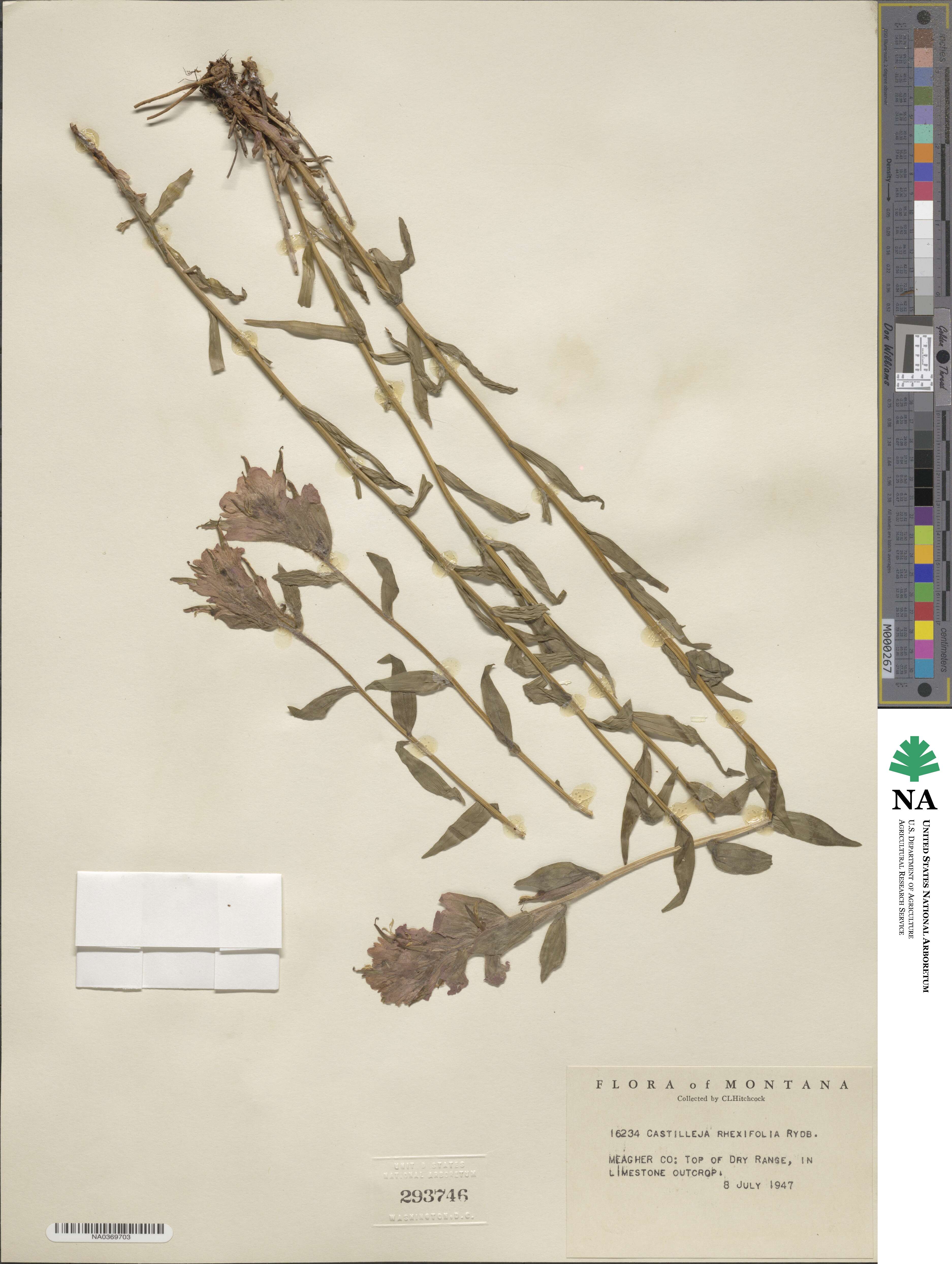 Castilleja rhexifolia image
