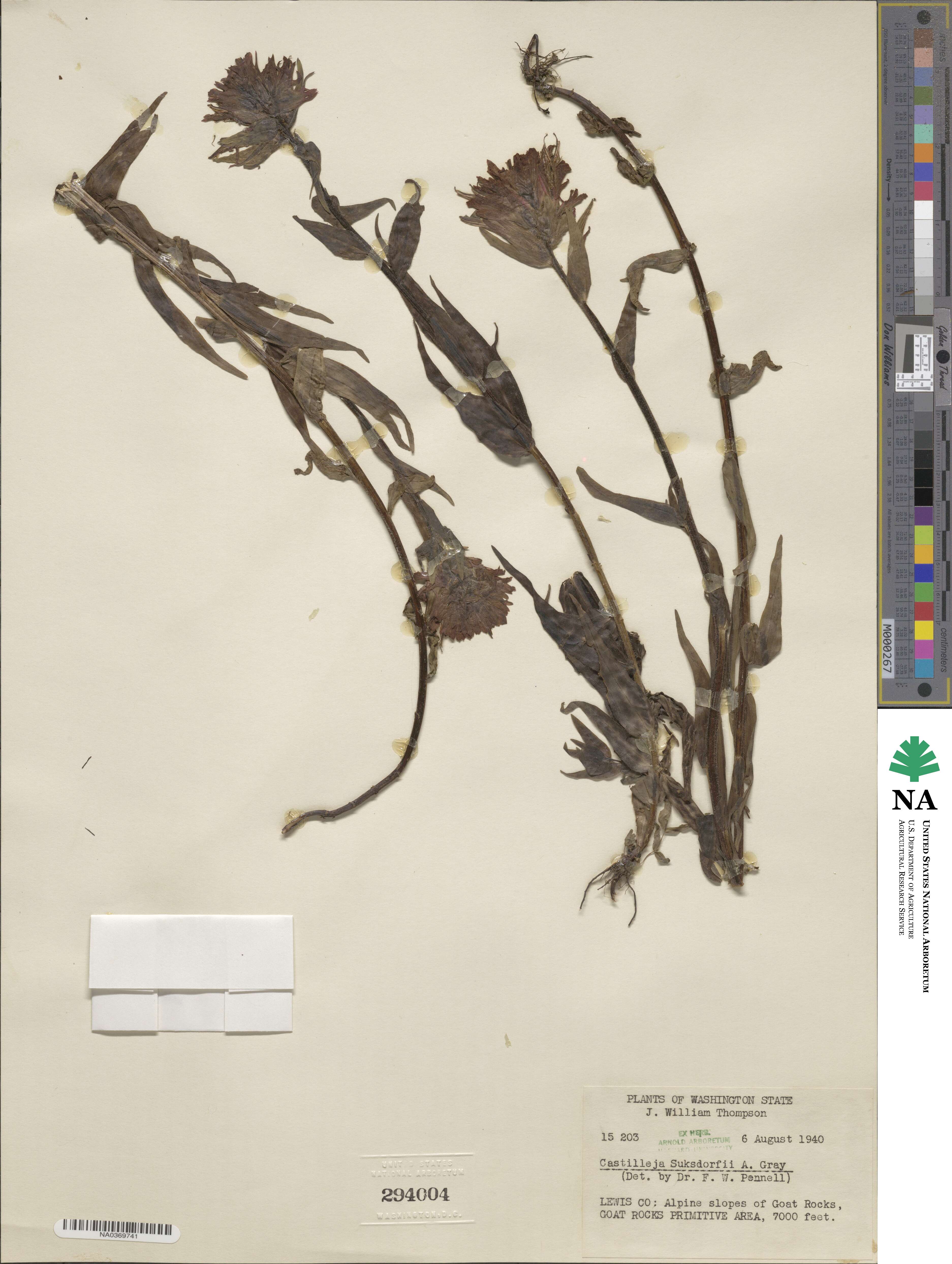 Castilleja suksdorfii image