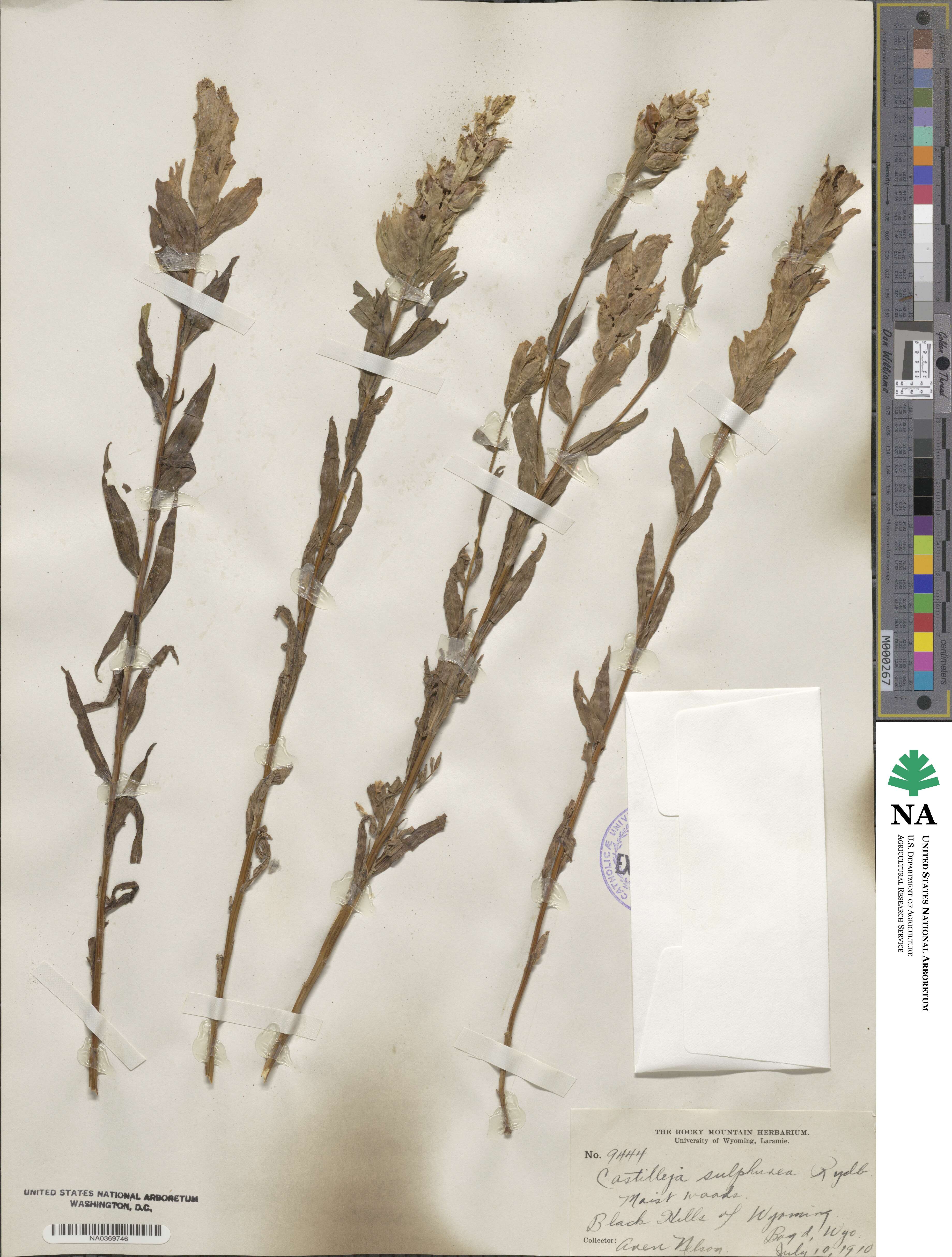 Castilleja septentrionalis image