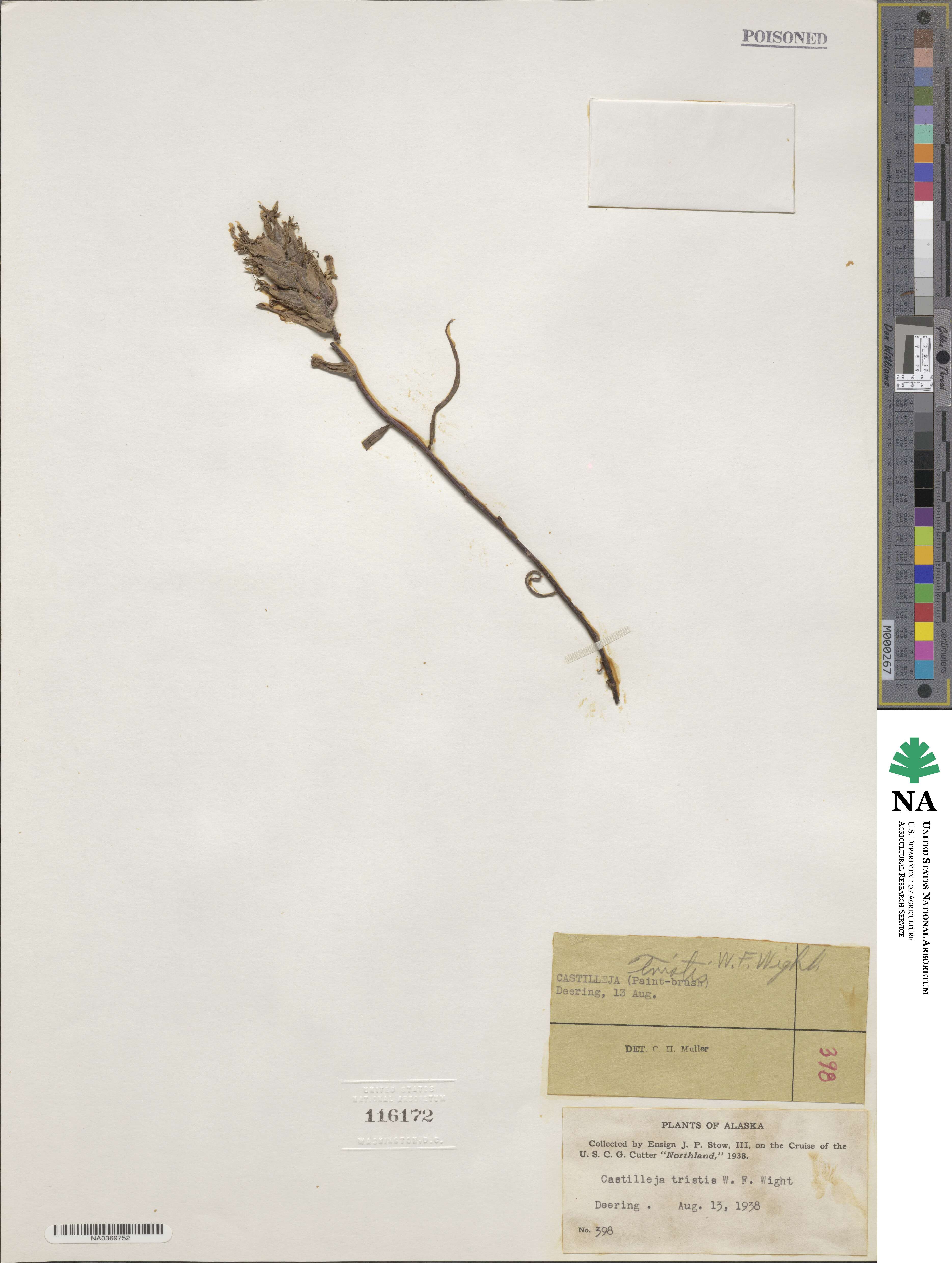 Castilleja tristis image