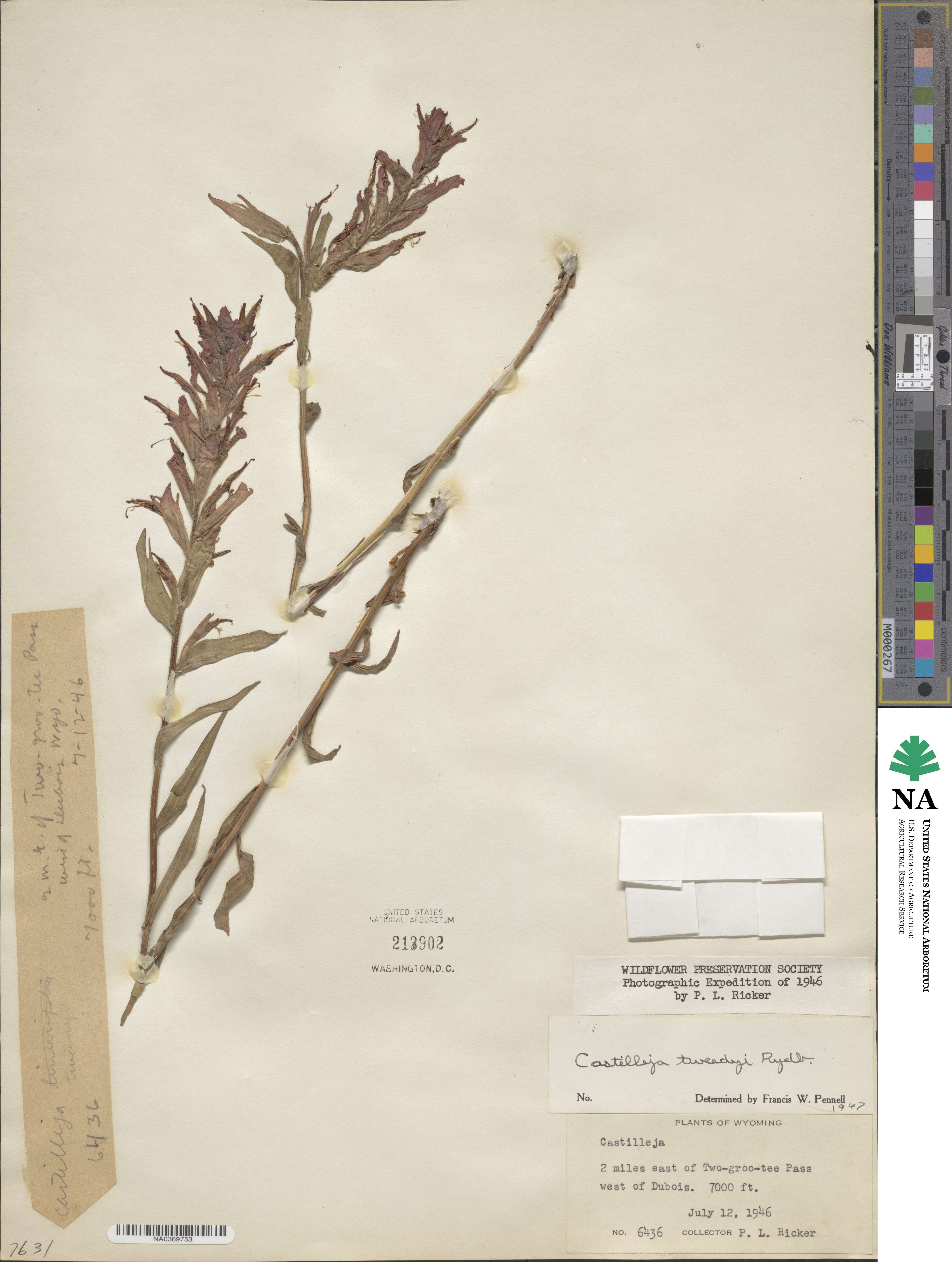 Castilleja miniata image