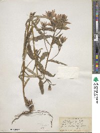 Castilleja miniata image