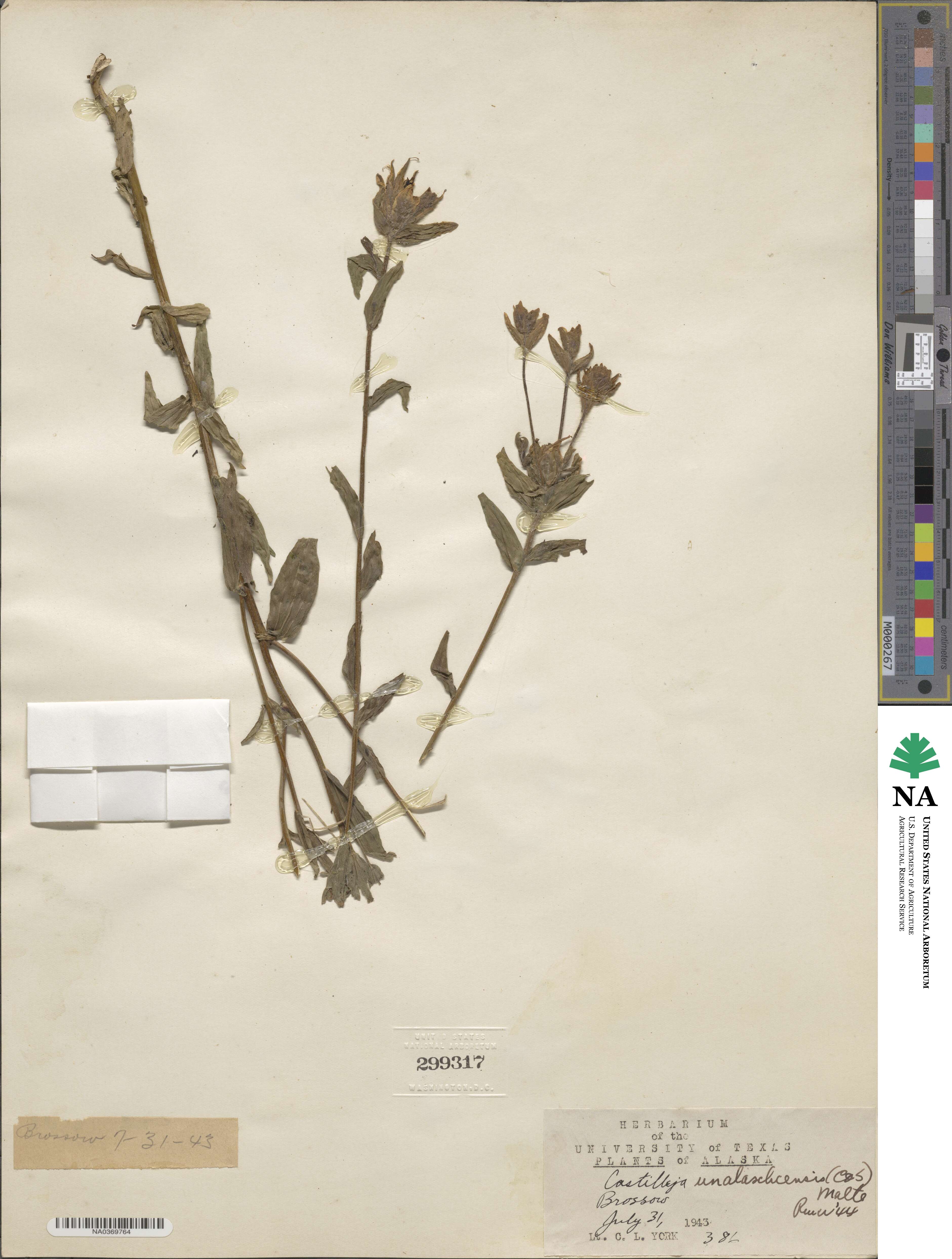 Castilleja unalaschcensis image