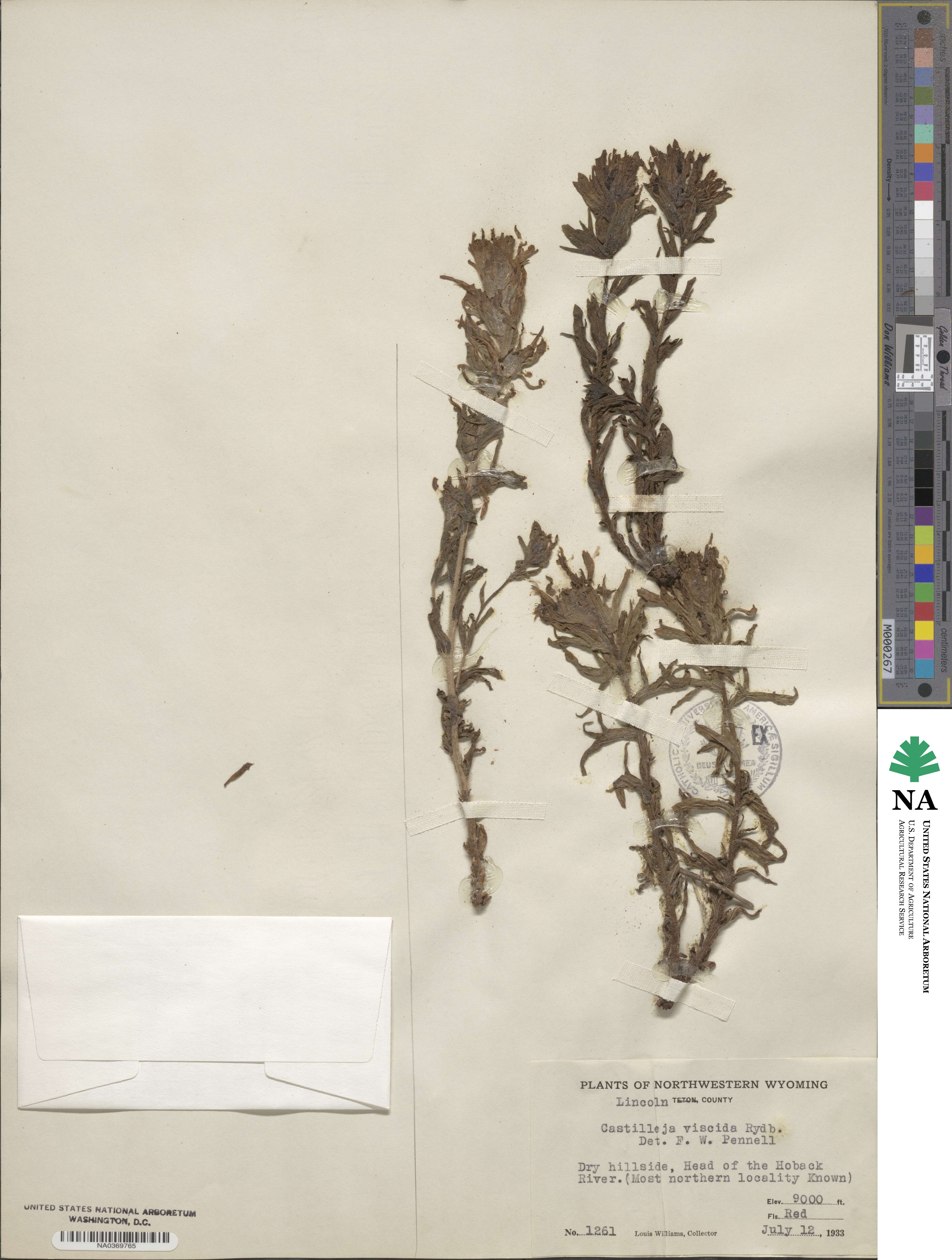 Castilleja applegatei image