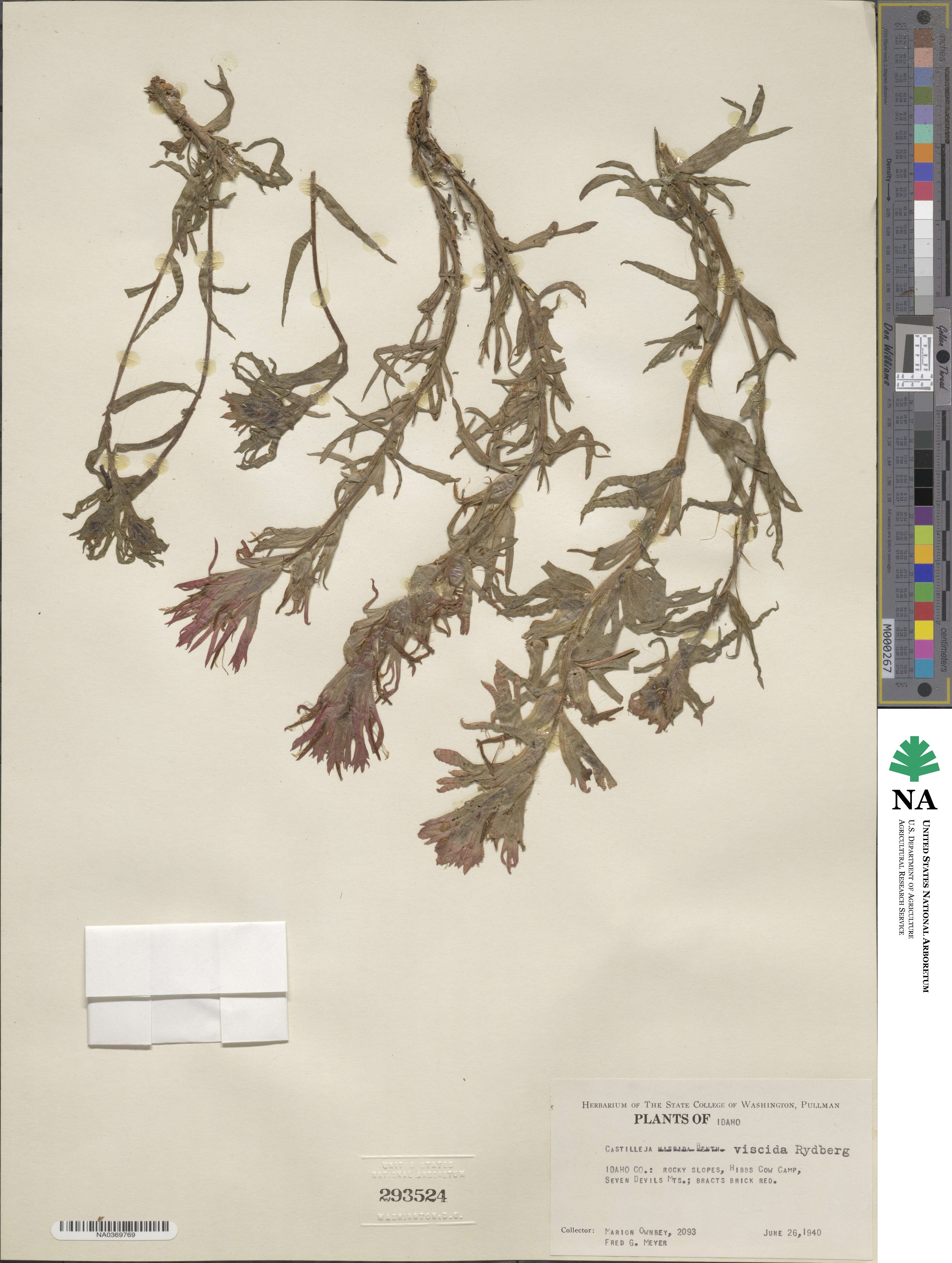 Castilleja applegatei var. viscida image