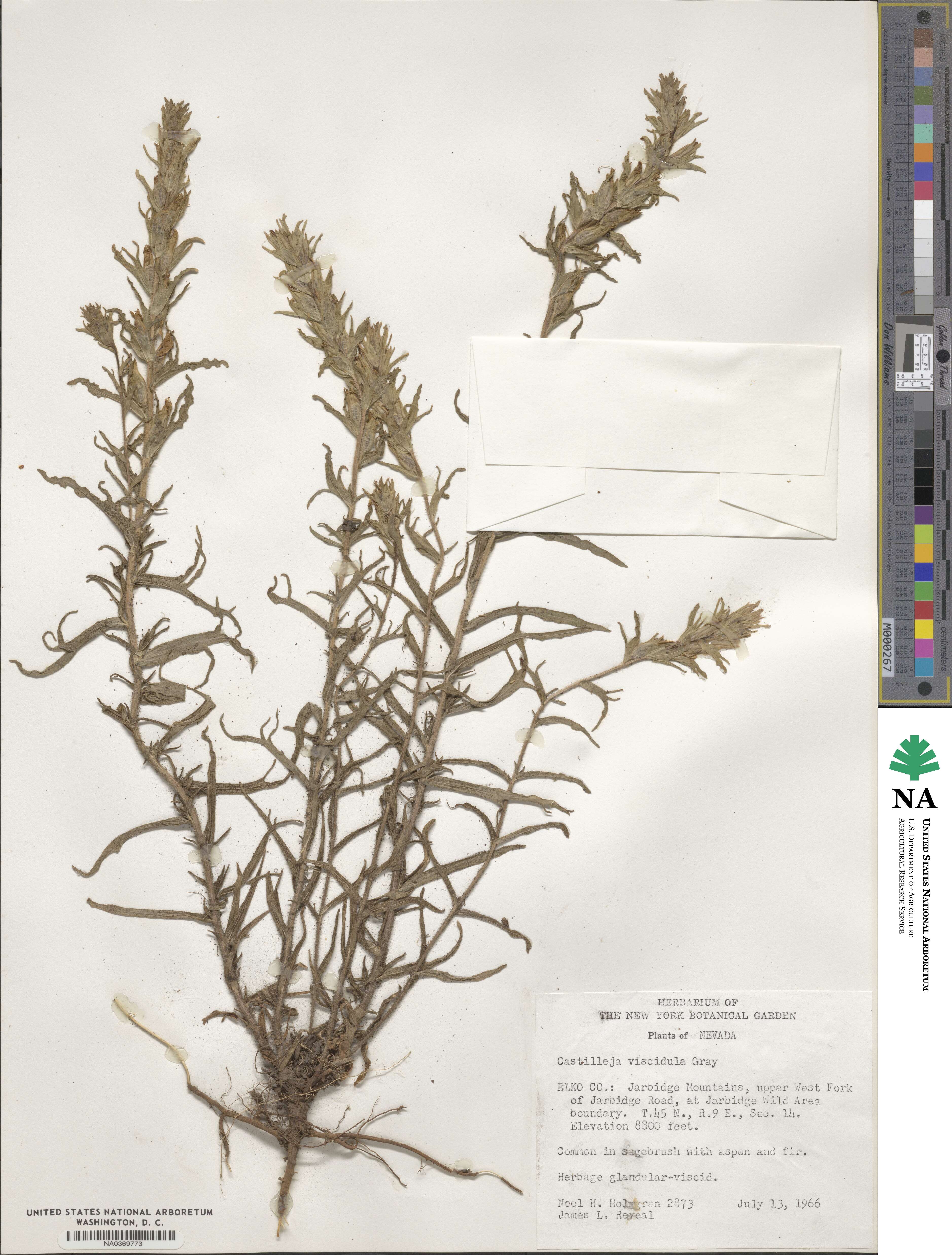 Castilleja viscidula image