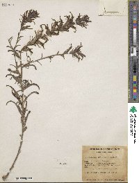Castilleja miniata image