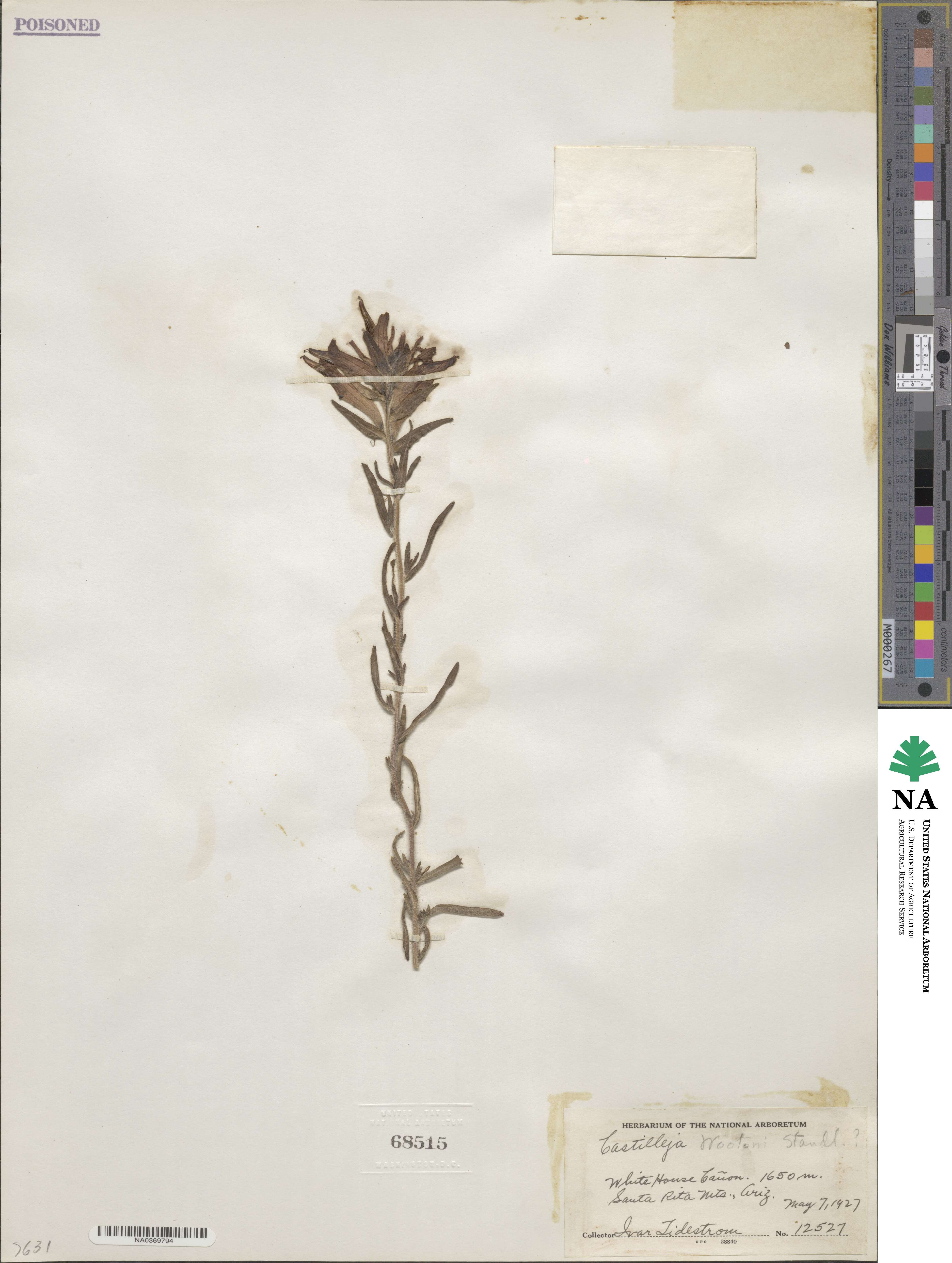 Castilleja wootoni image