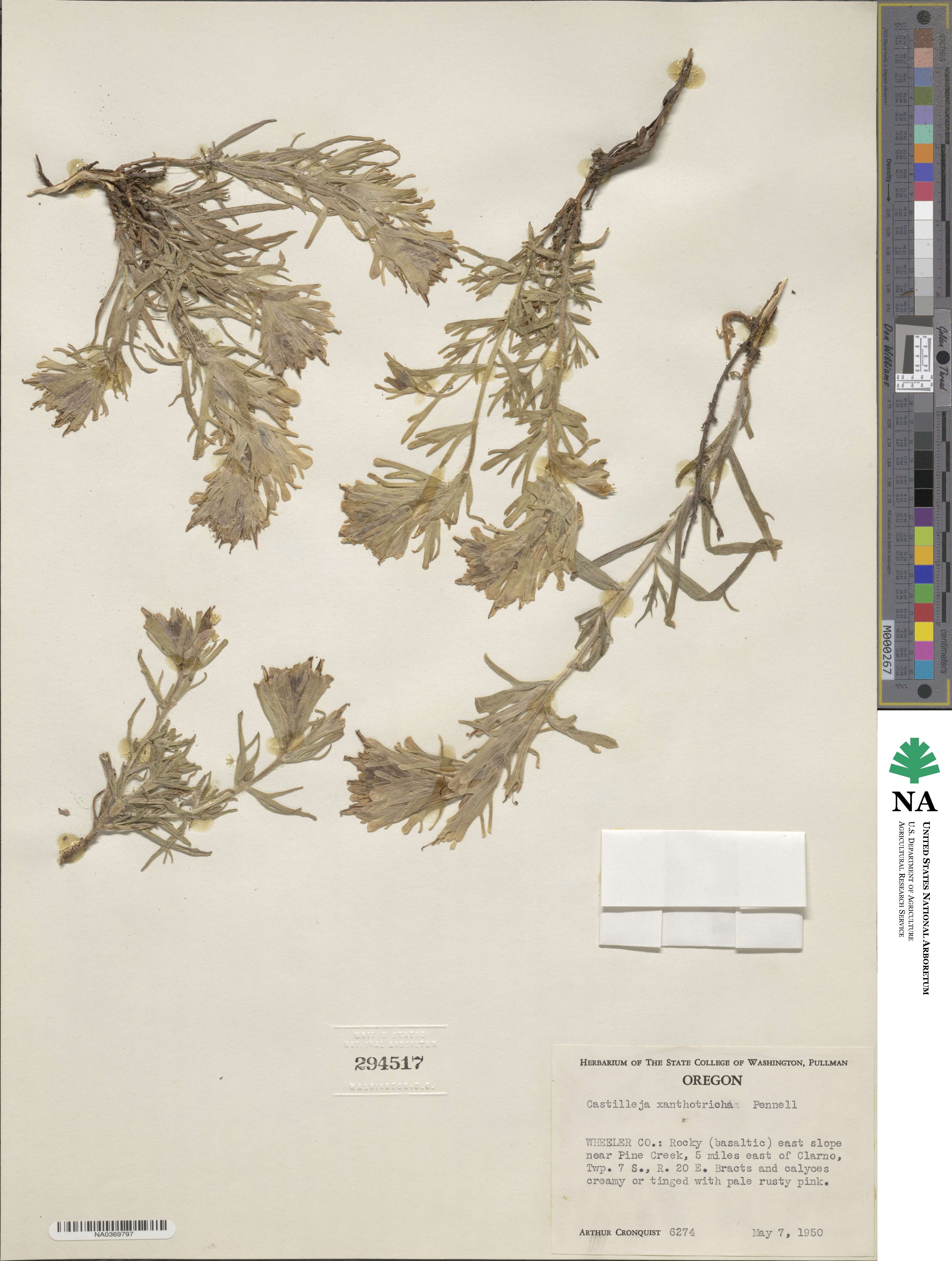 Castilleja xanthotricha image