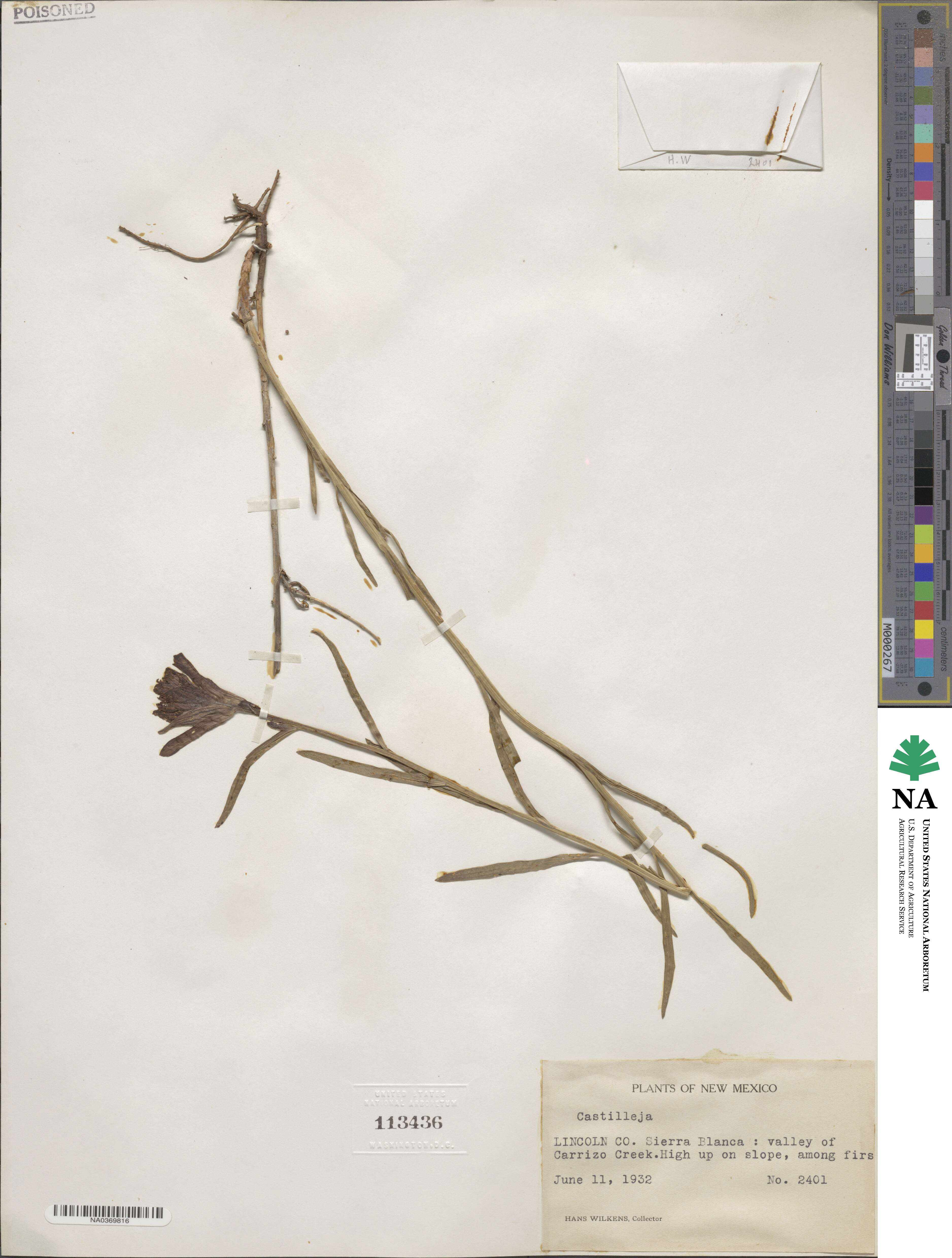 Orobanchaceae image