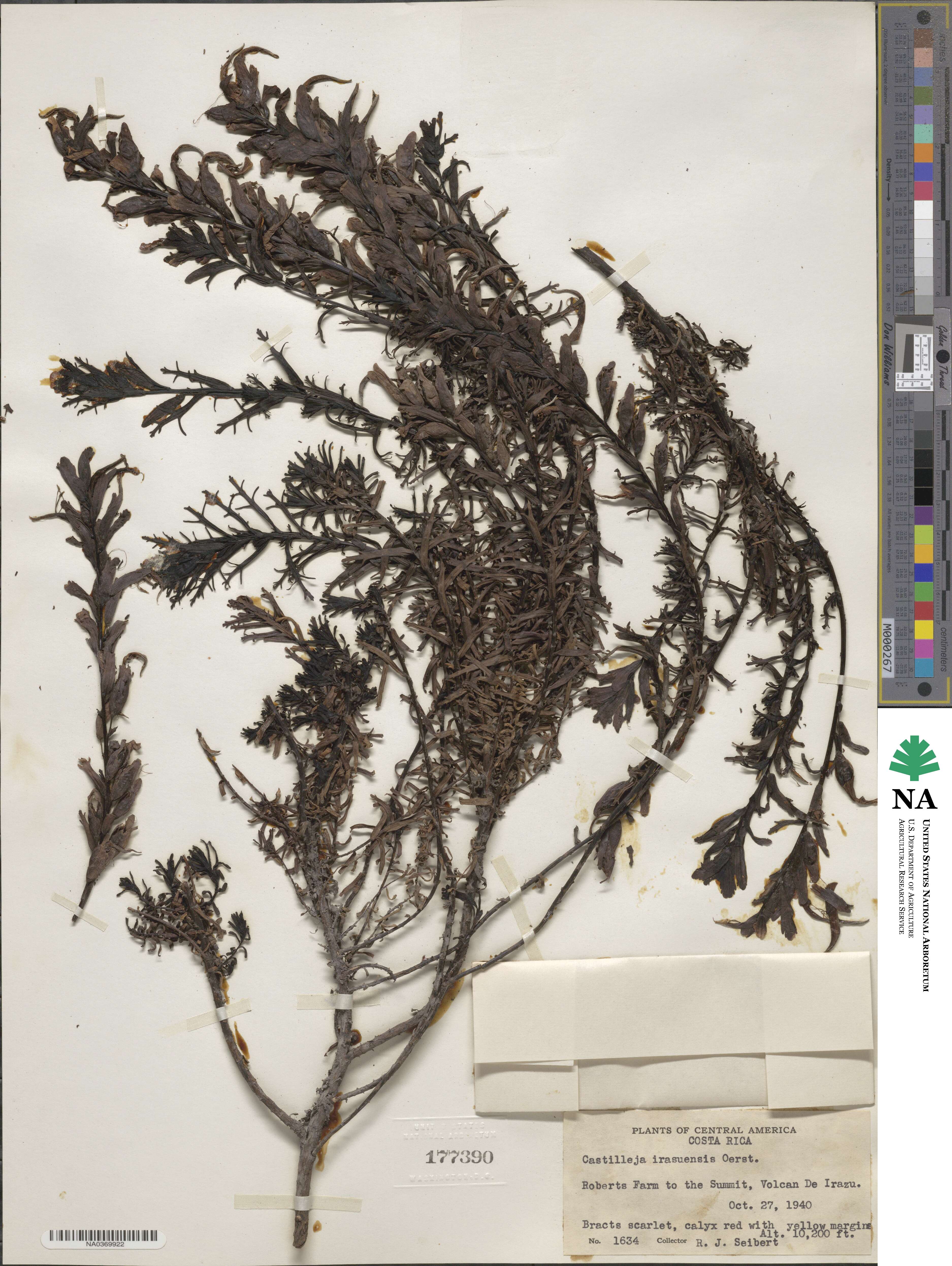 Castilleja irasuensis image