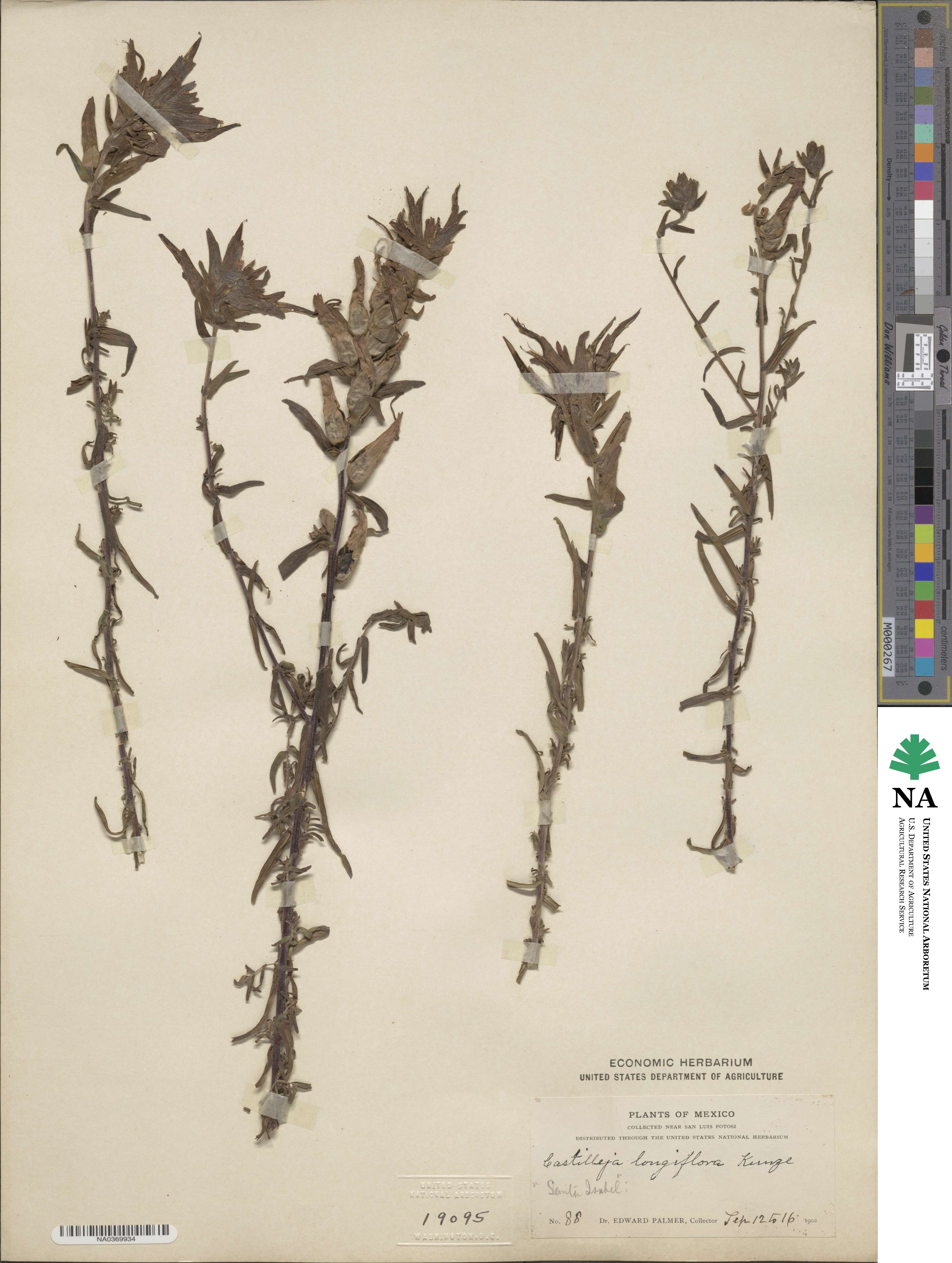 Castilleja longiflora image