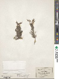 Castilleja mexicana image