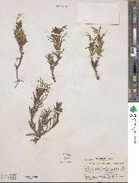 Castilleja mexicana image