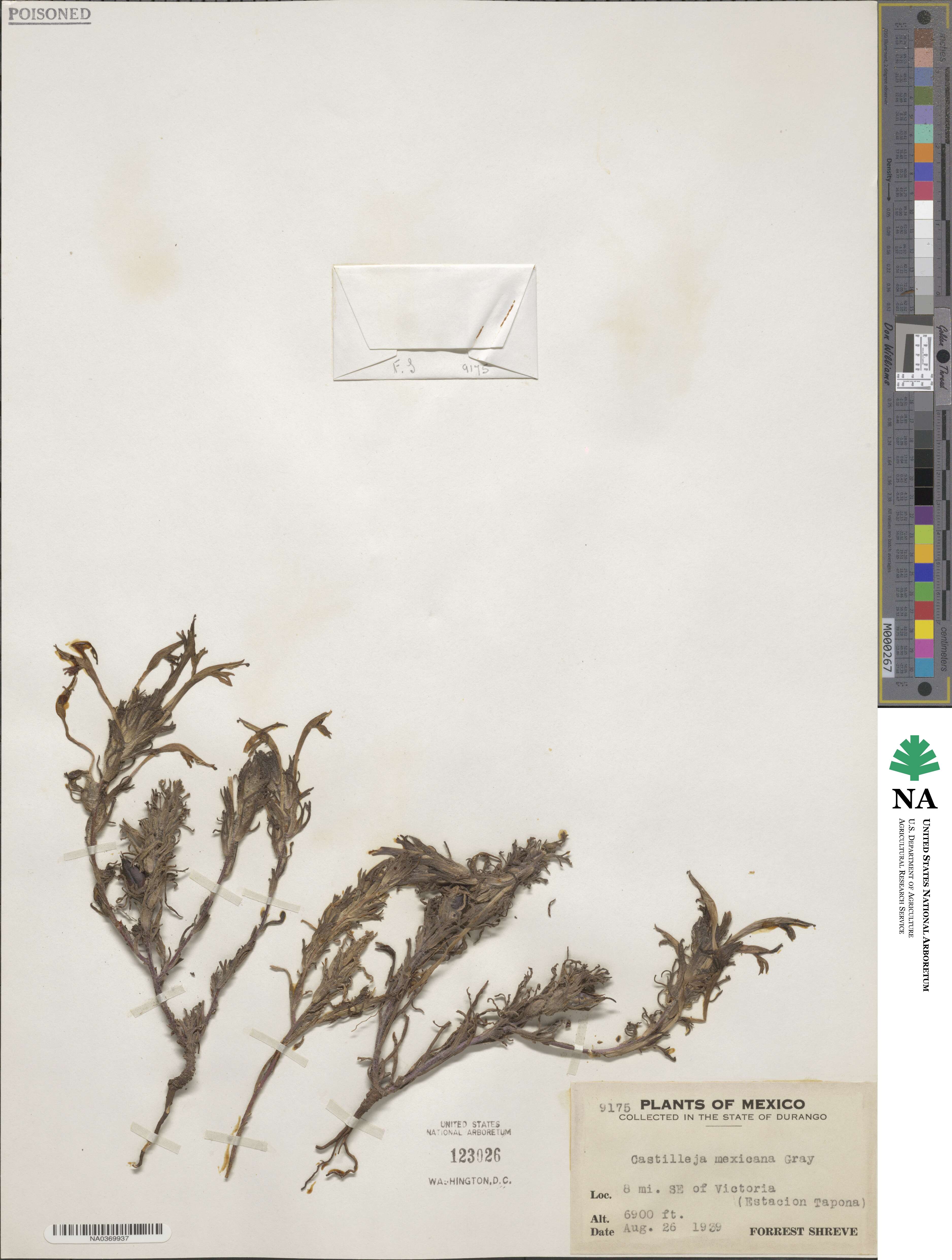Castilleja mexicana image