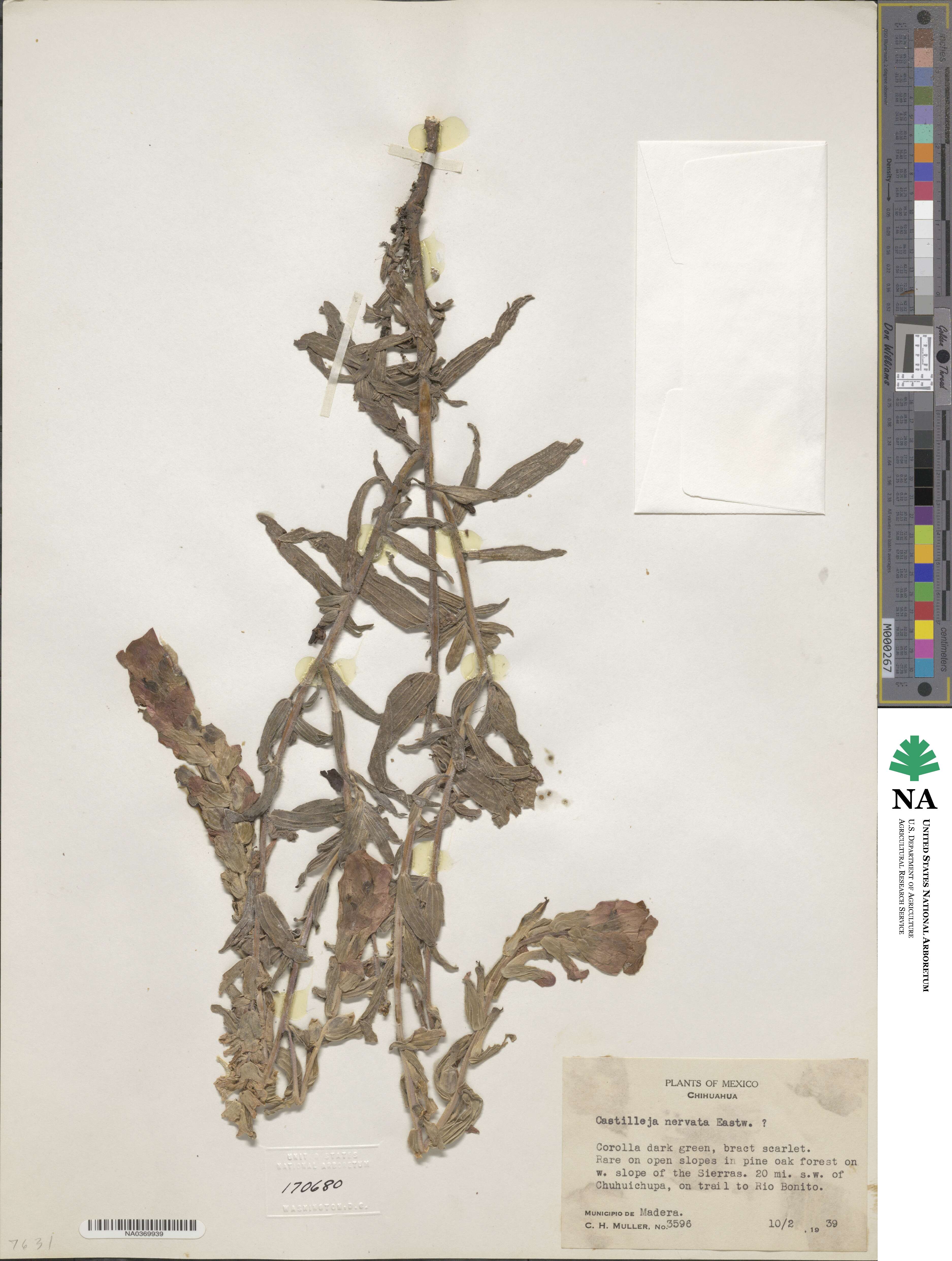 Castilleja nervata image