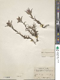 Castilleja scorzonerifolia image