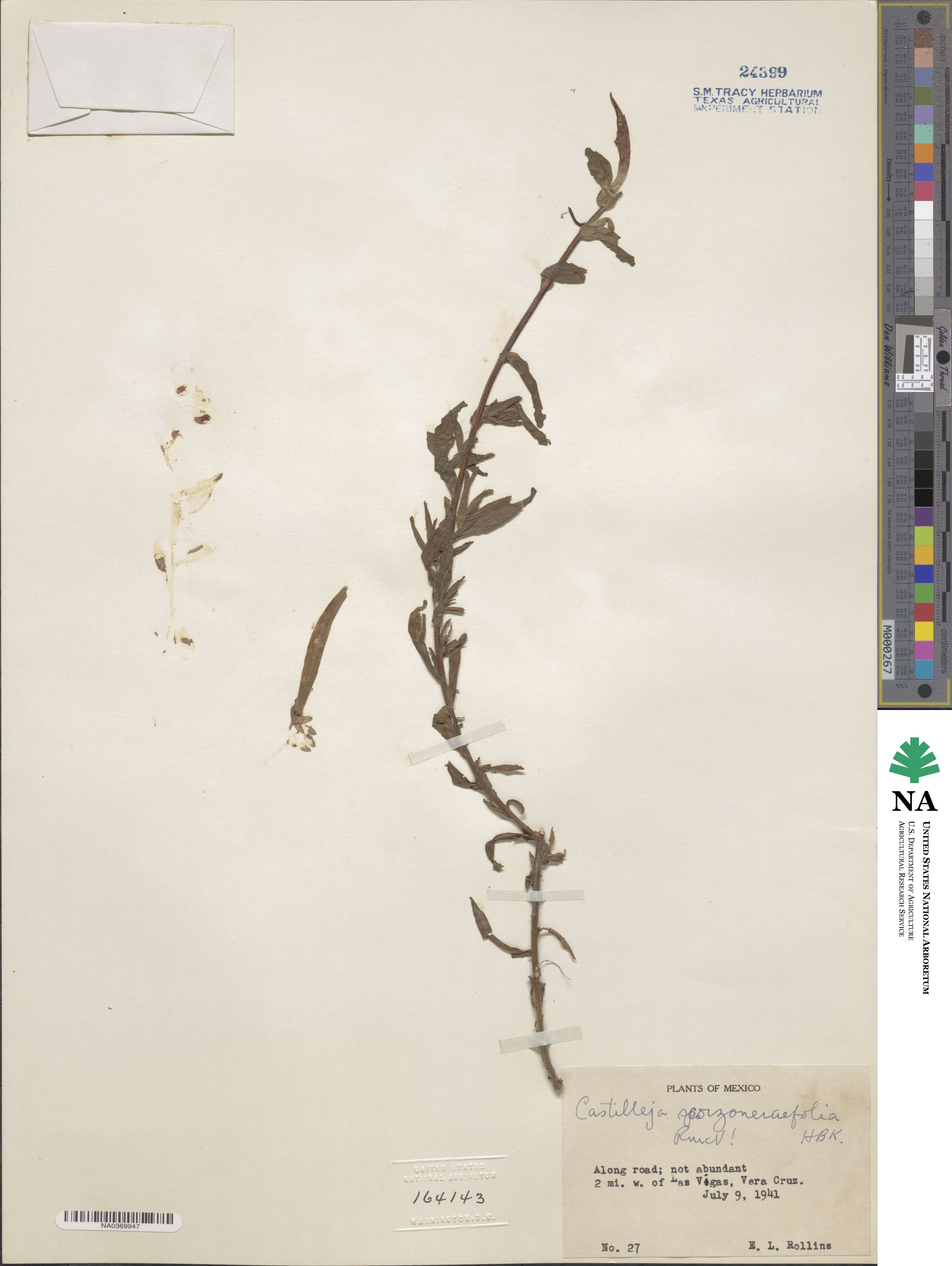 Castilleja scorzonerifolia image