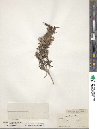 Castilleja sessiliflora image