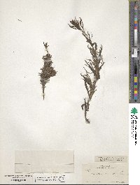 Castilleja sessiliflora image