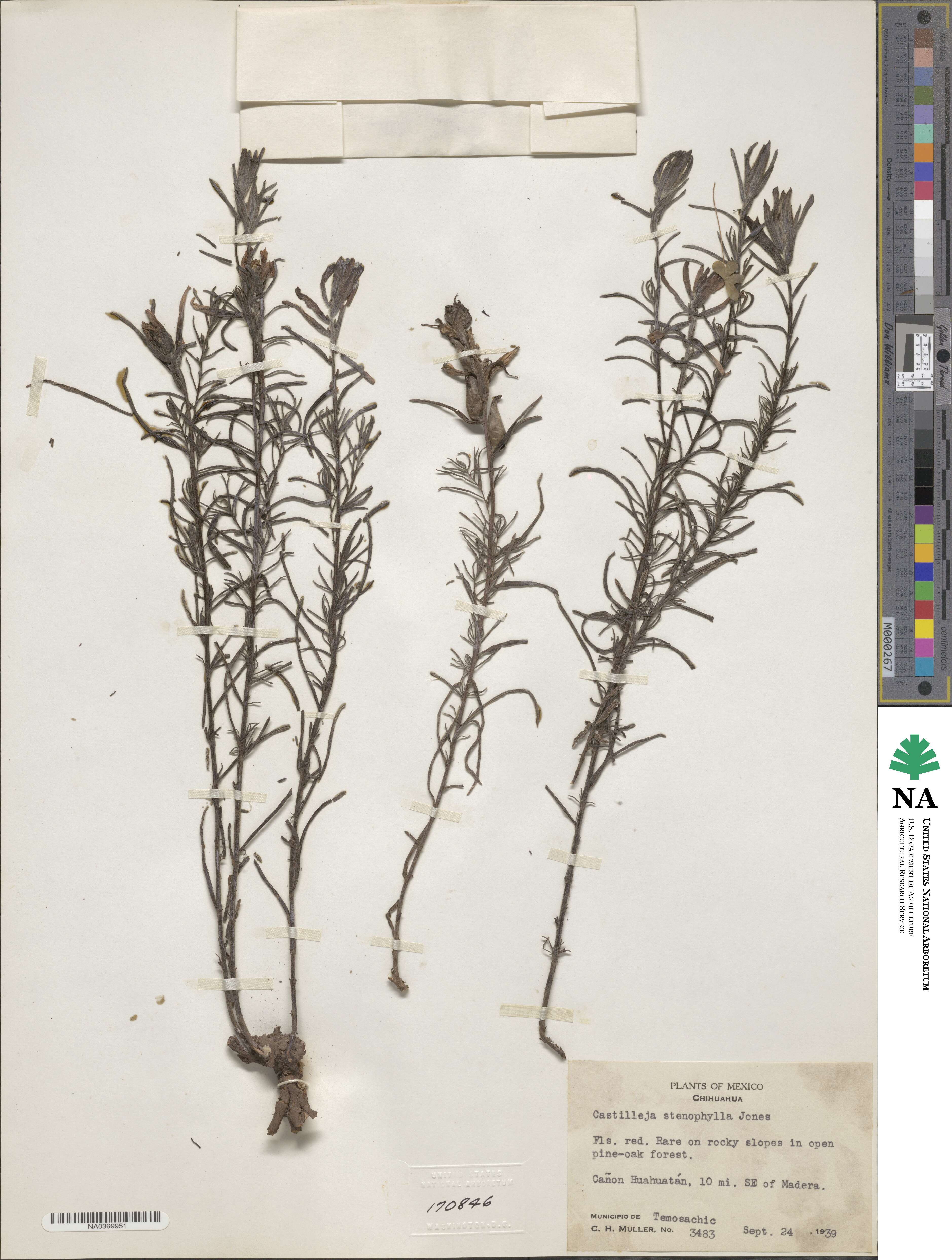 Castilleja stenophylla image