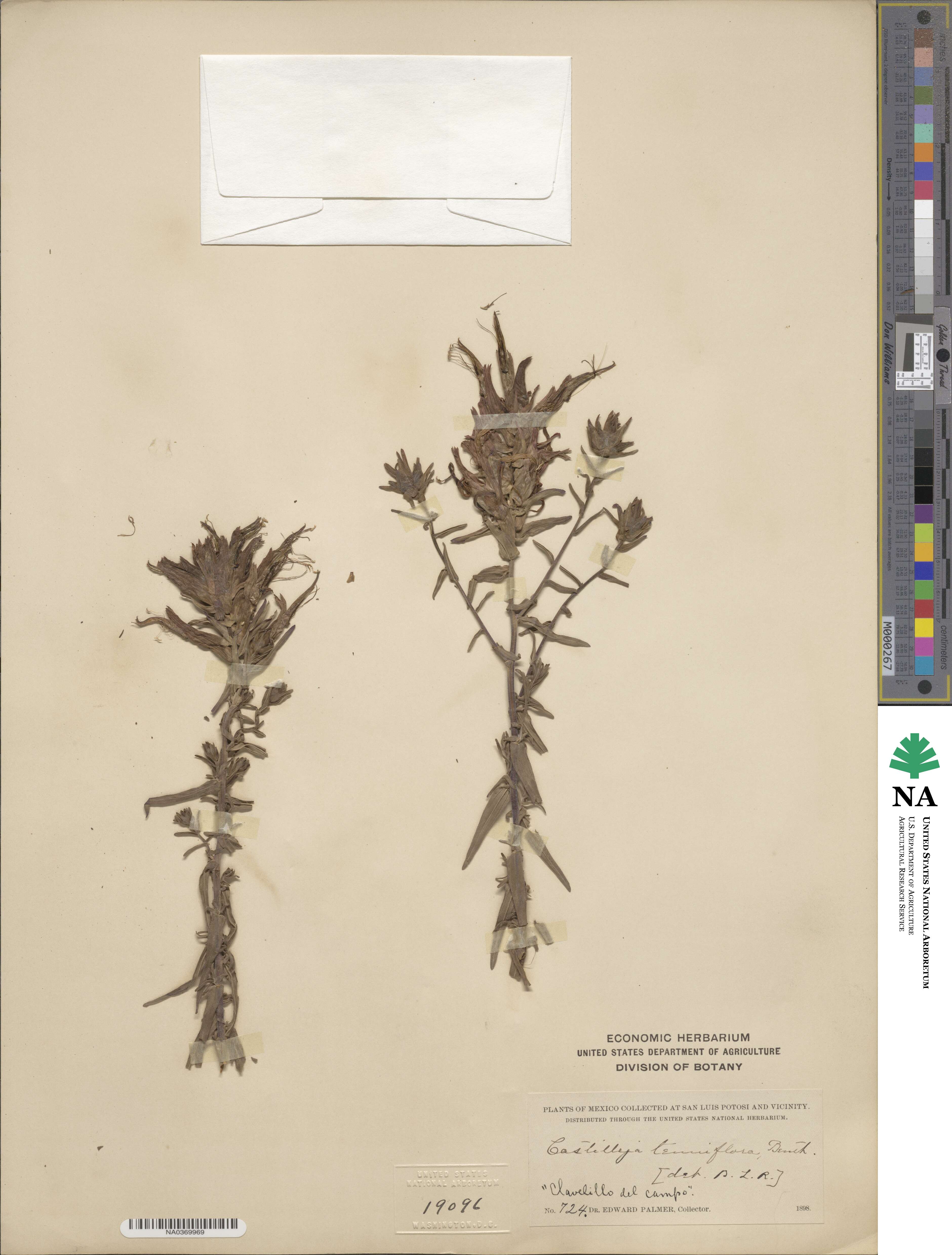 Castilleja tenuiflora image