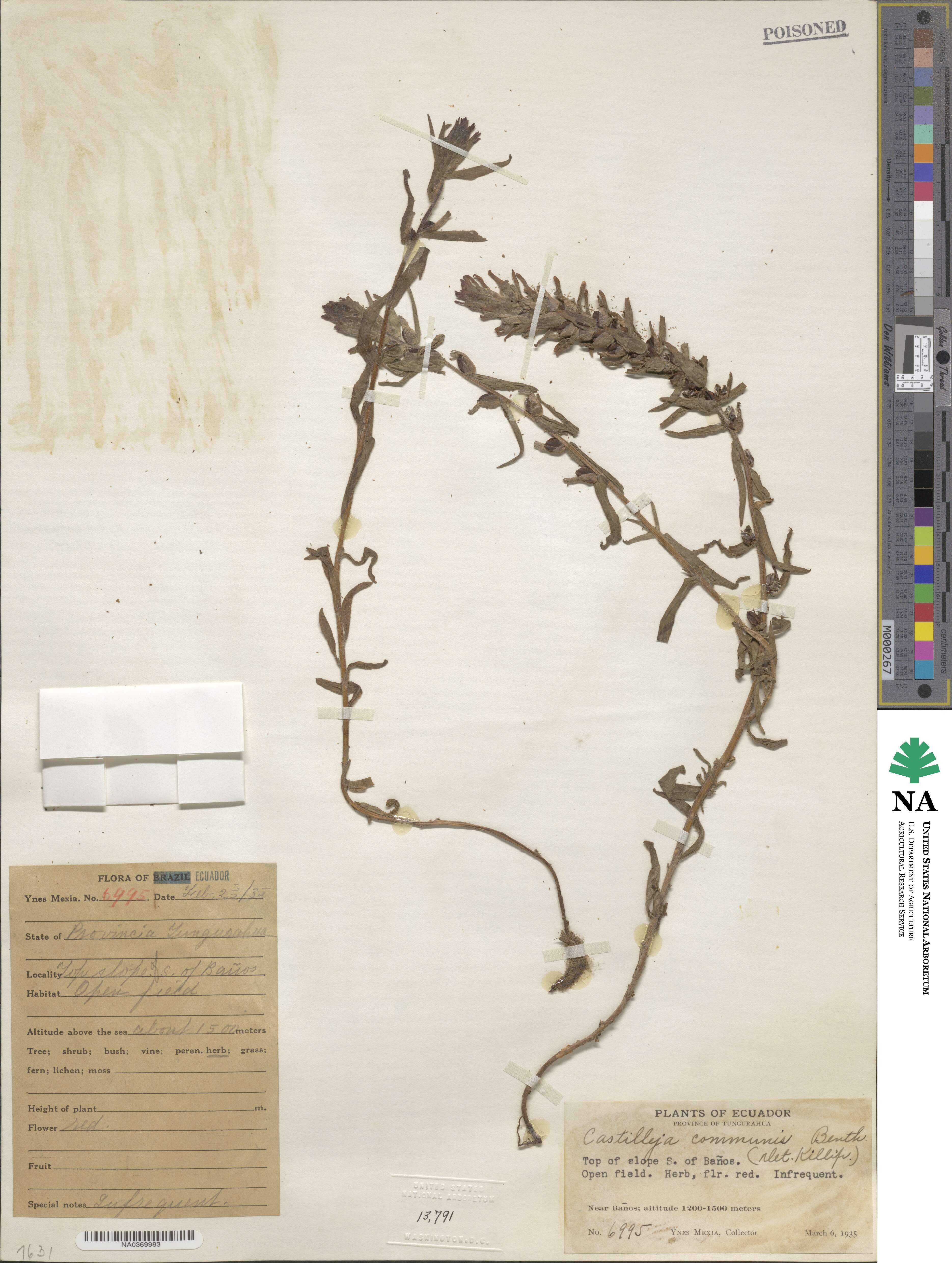 Castilleja arvensis image