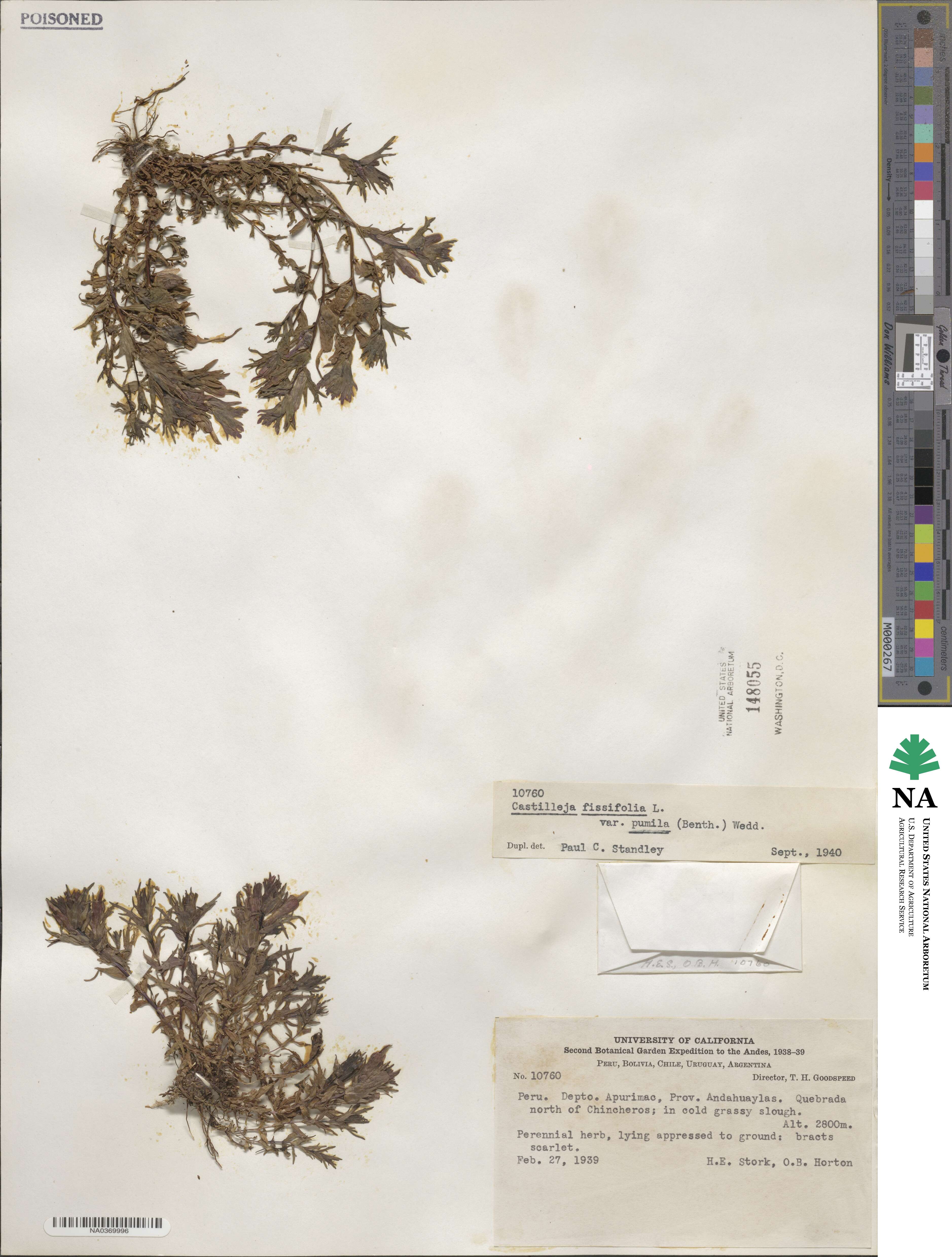 Castilleja fissifolia image