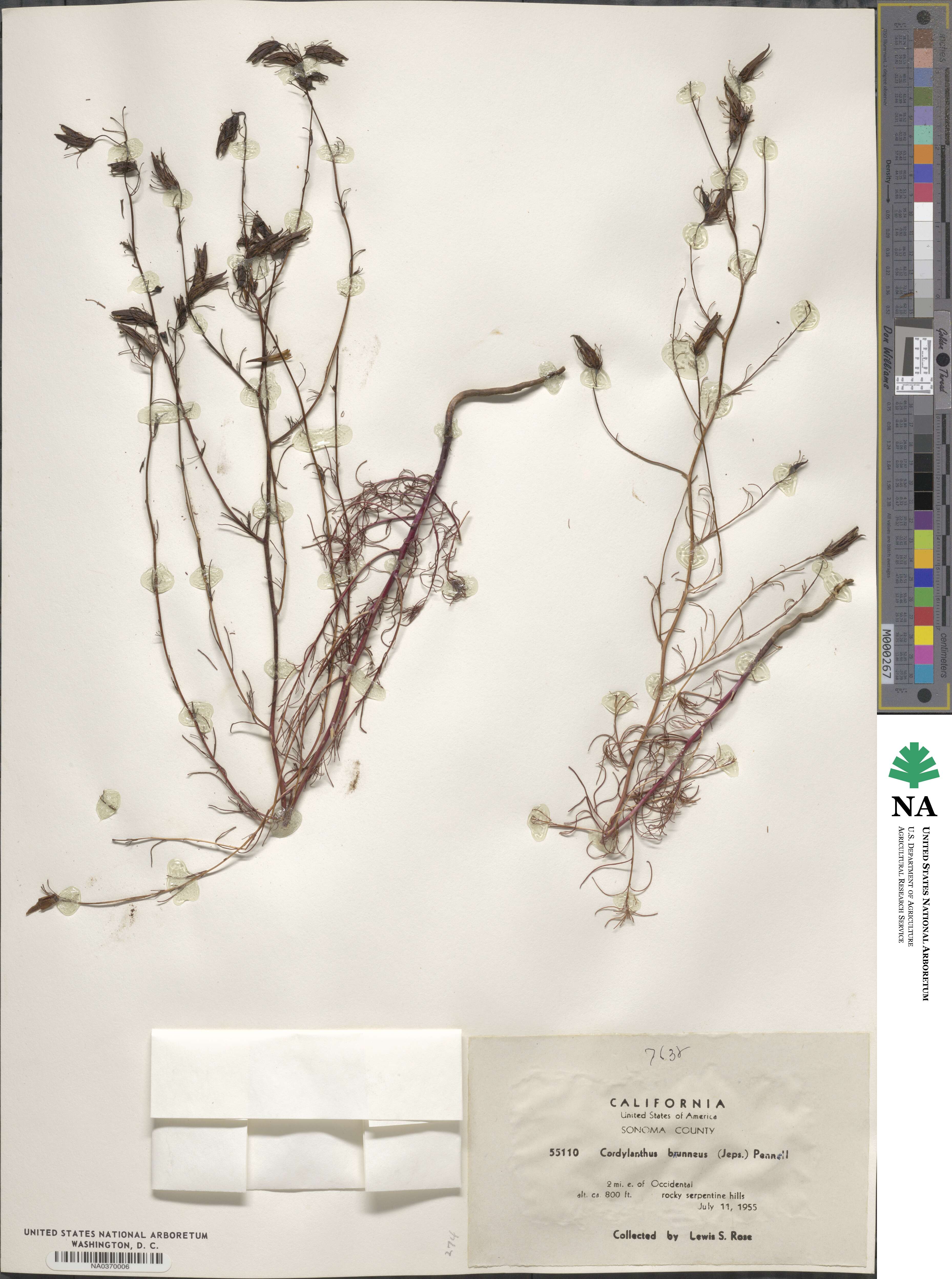 Cordylanthus tenuis subsp. brunneus image