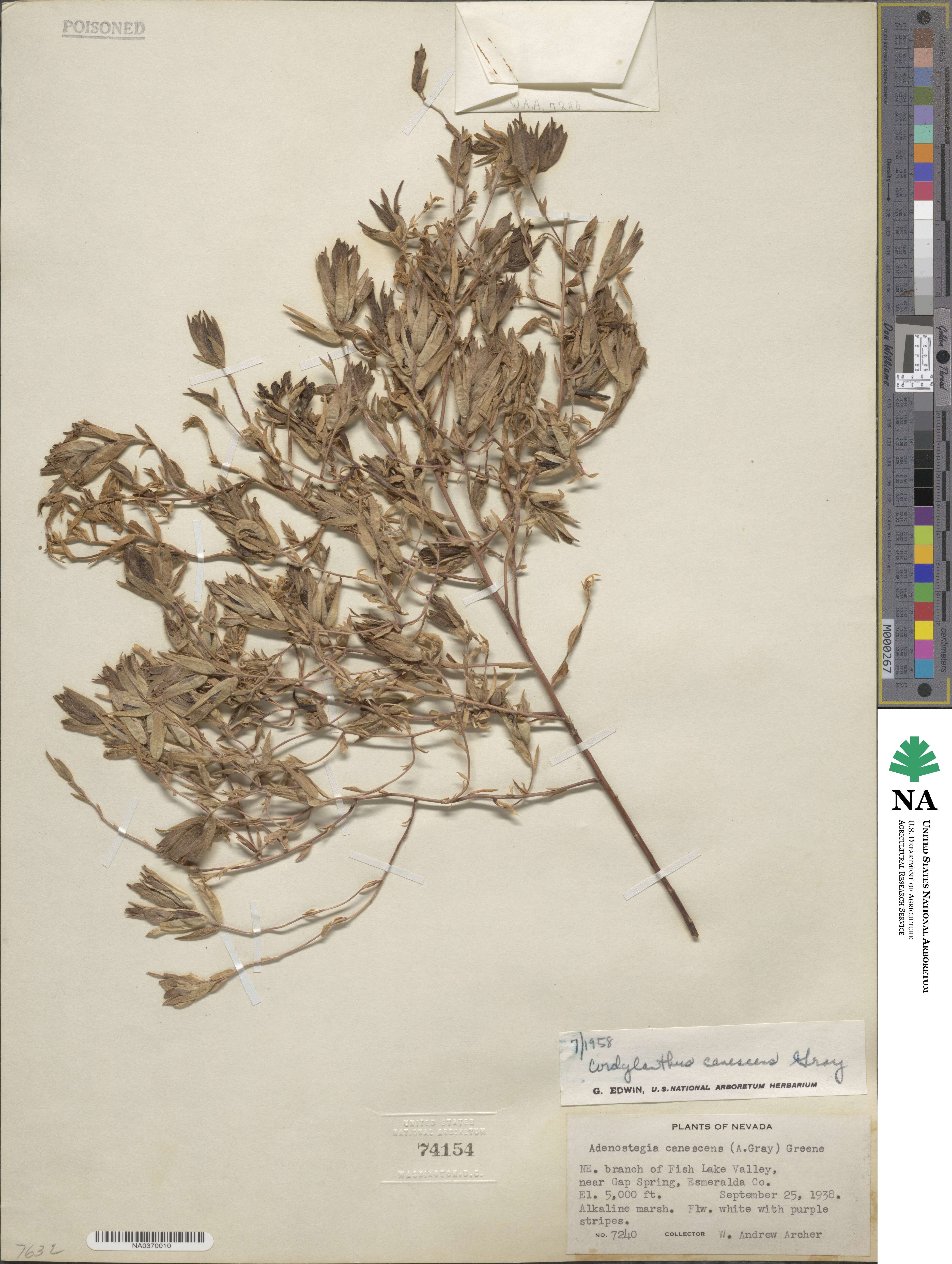 Chloropyron maritimum subsp. canescens image