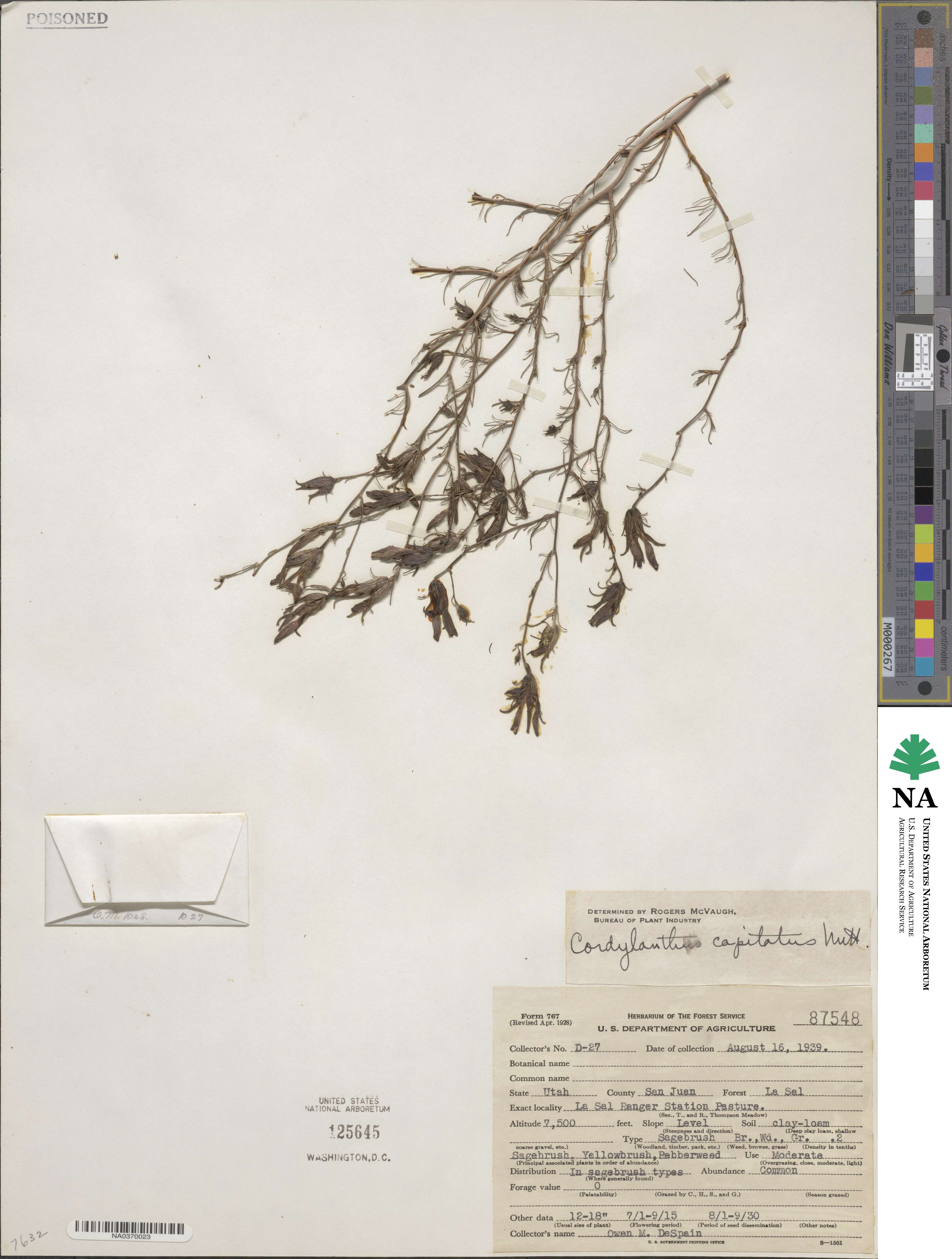 Cordylanthus capitatus image