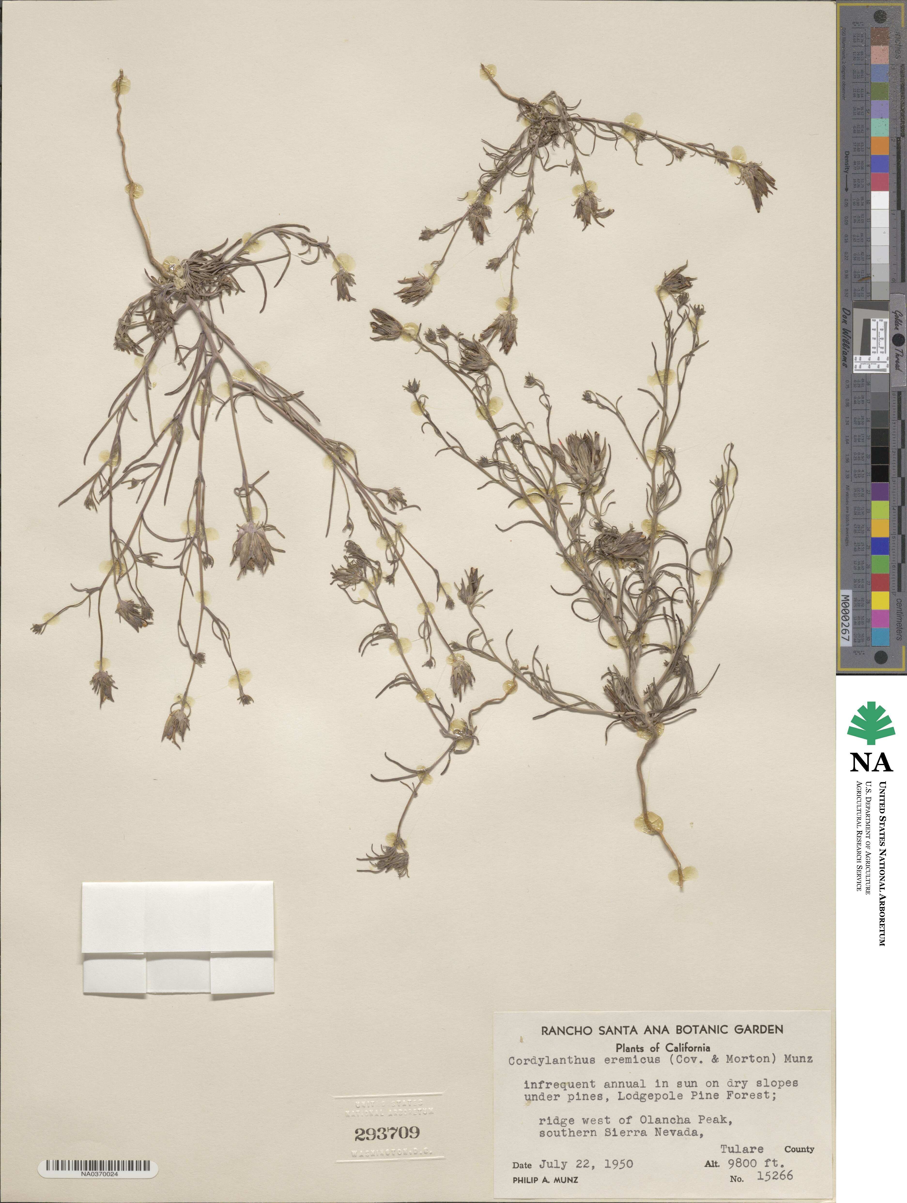 Cordylanthus eremicus image
