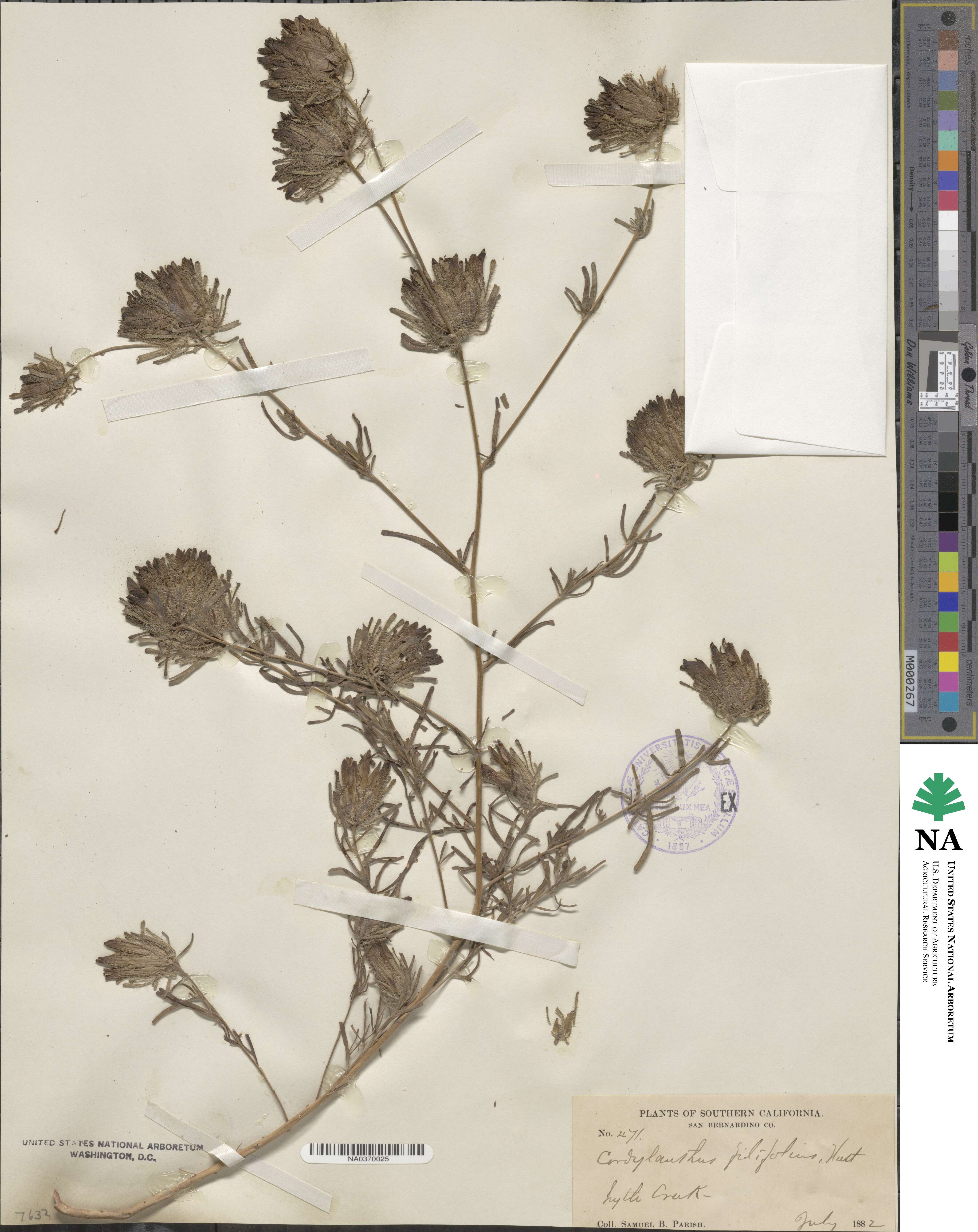 Cordylanthus rigidus subsp. rigidus image