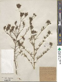 Cordylanthus rigidus image