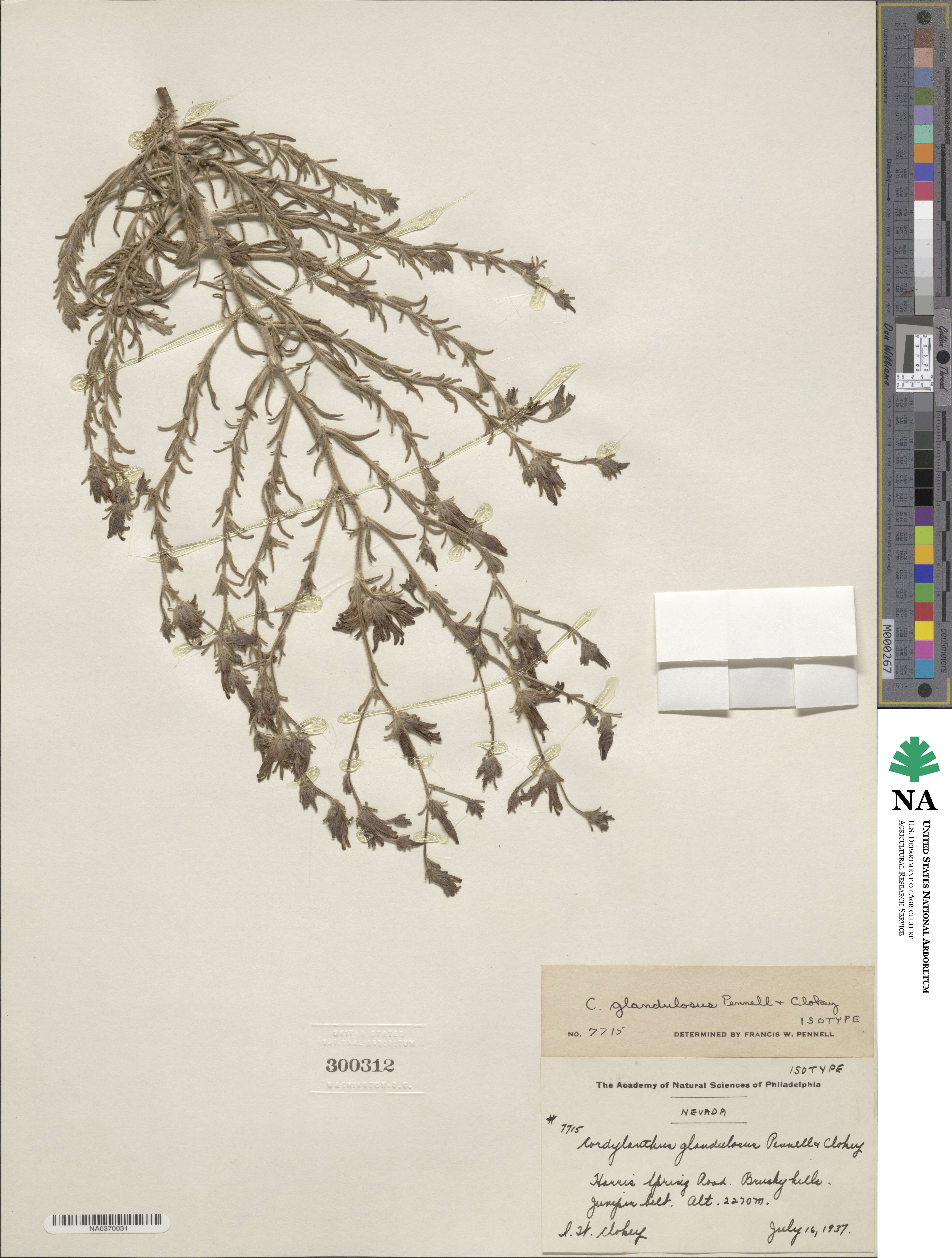 Cordylanthus parviflorus image