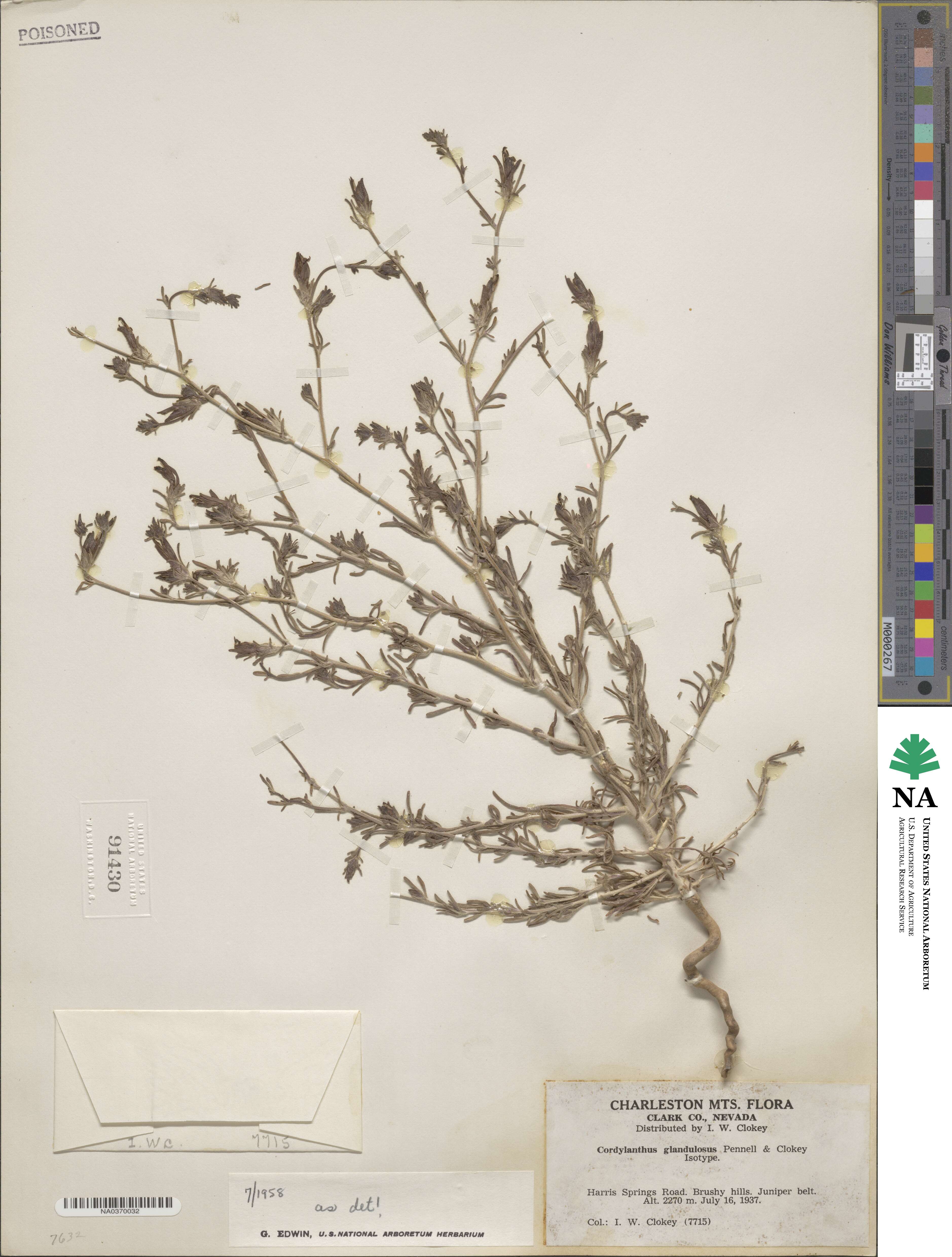 Cordylanthus parviflorus image