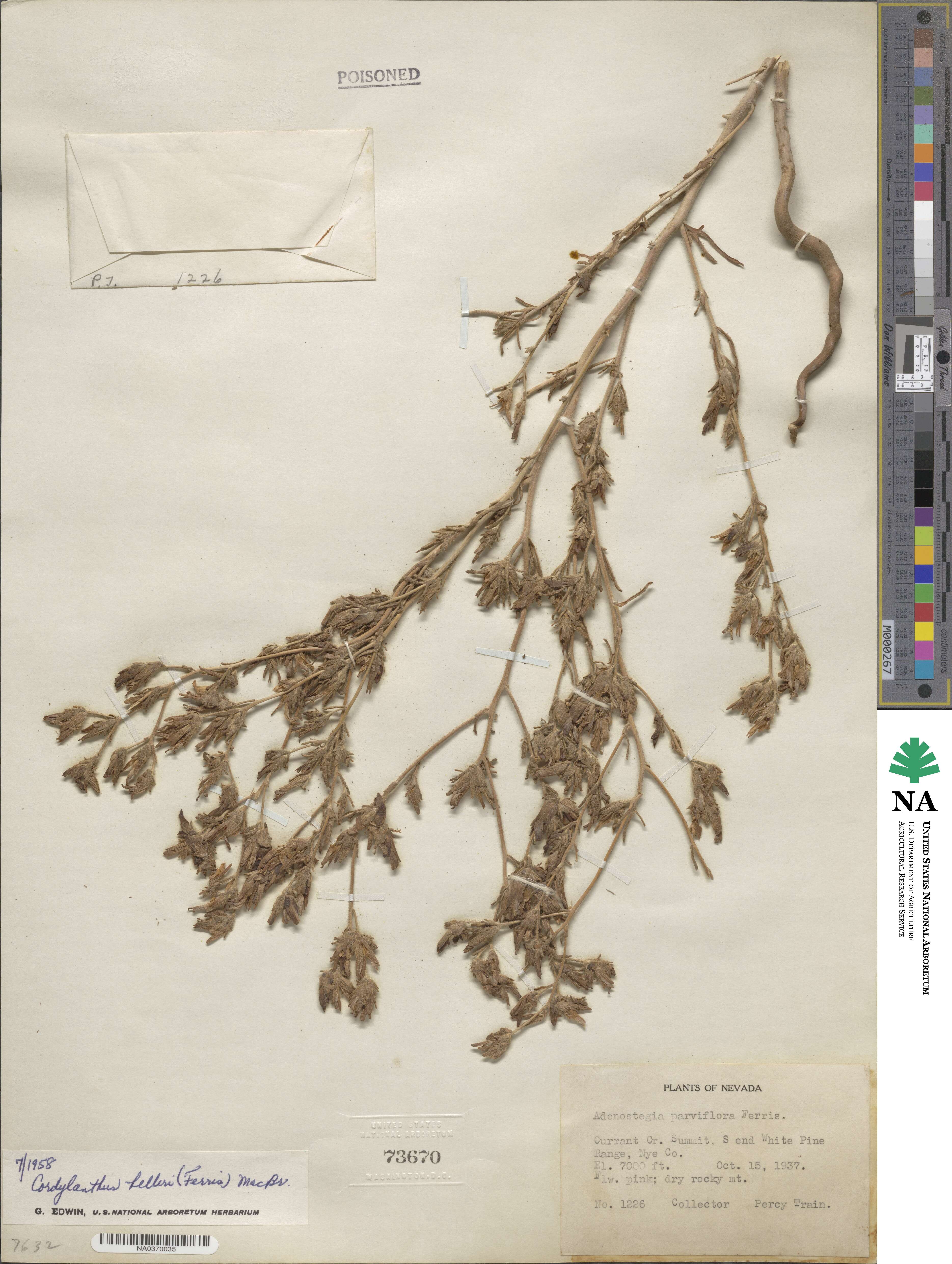 Cordylanthus kingii image