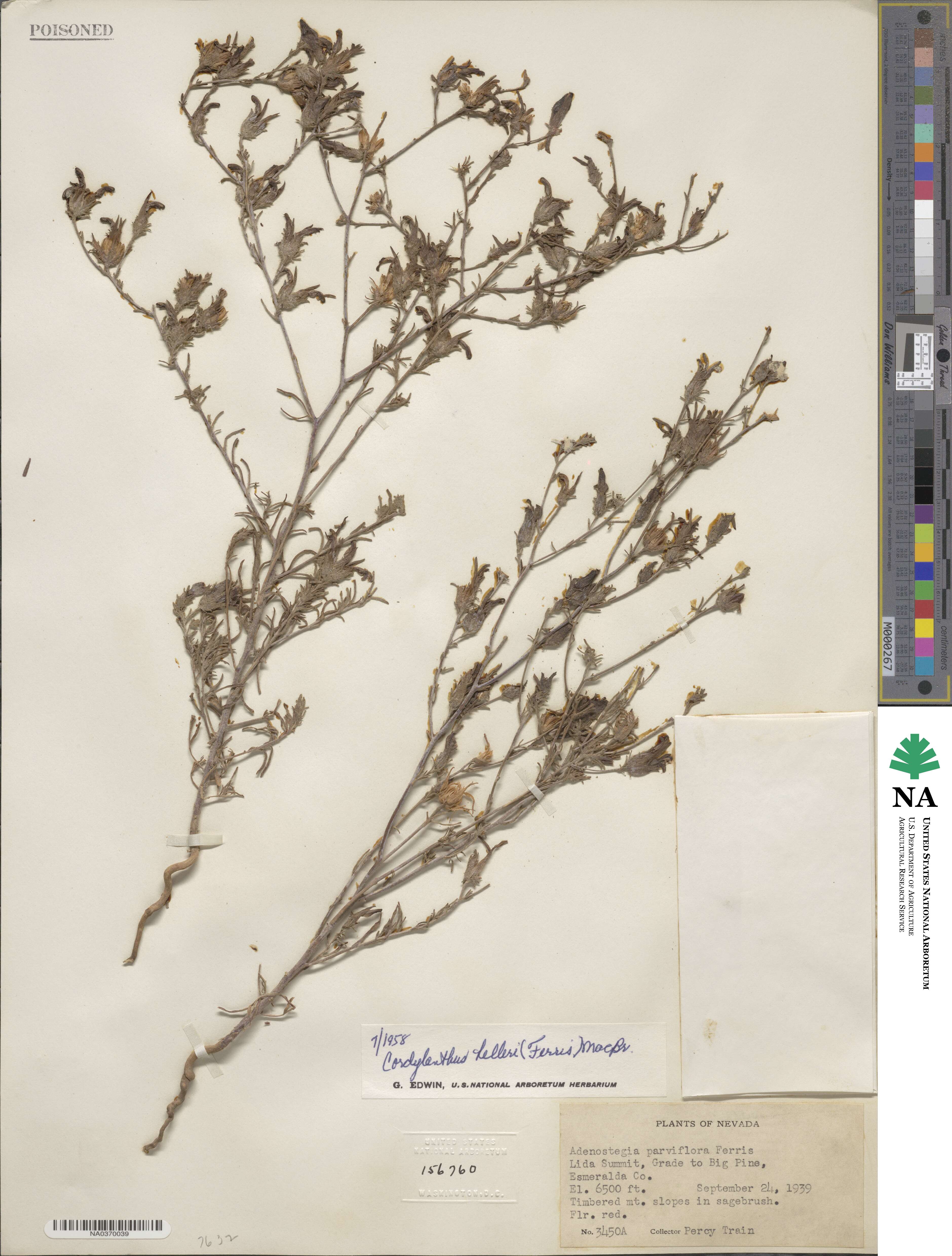 Cordylanthus kingii subsp. helleri image