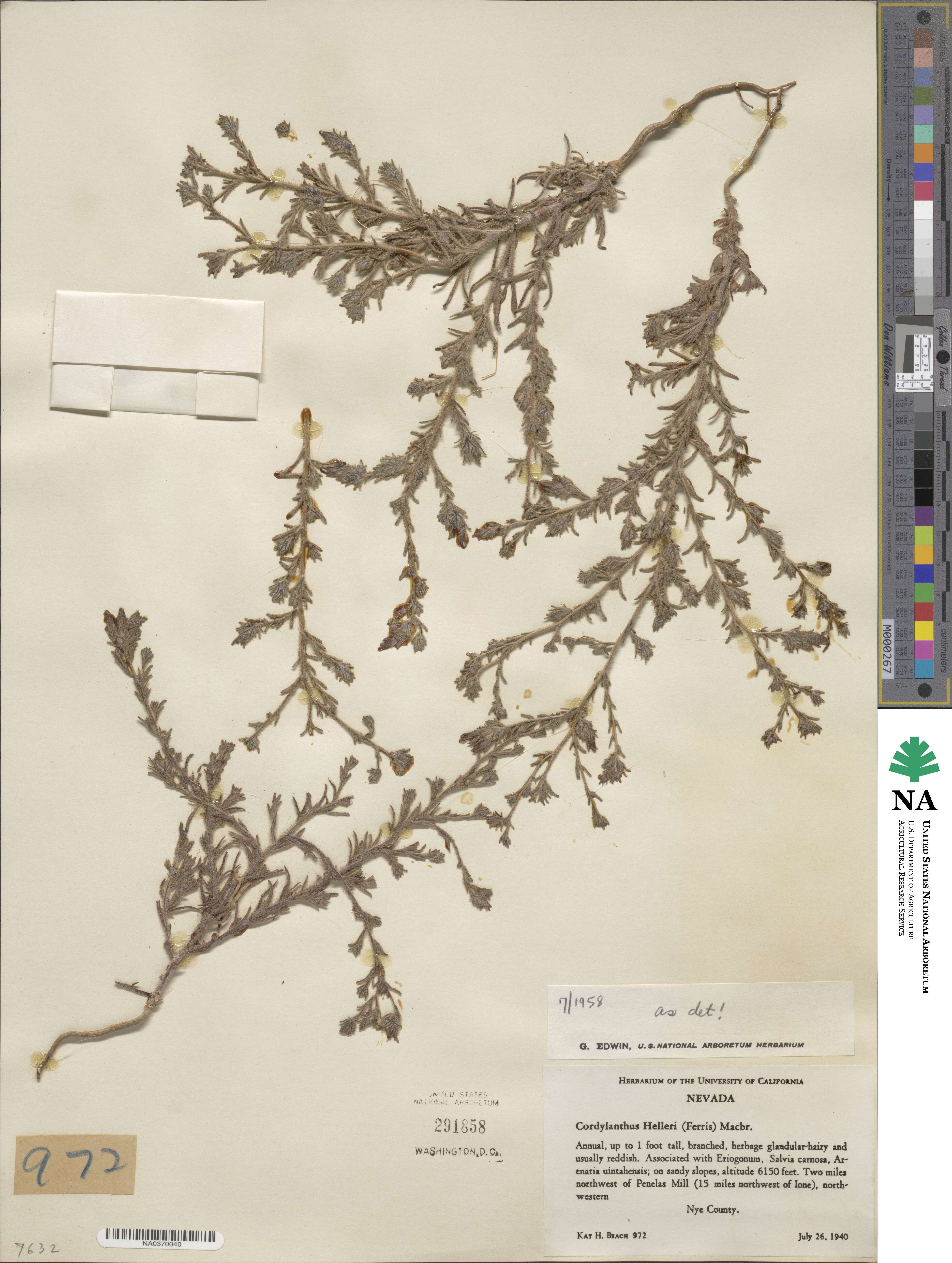 Cordylanthus kingii image