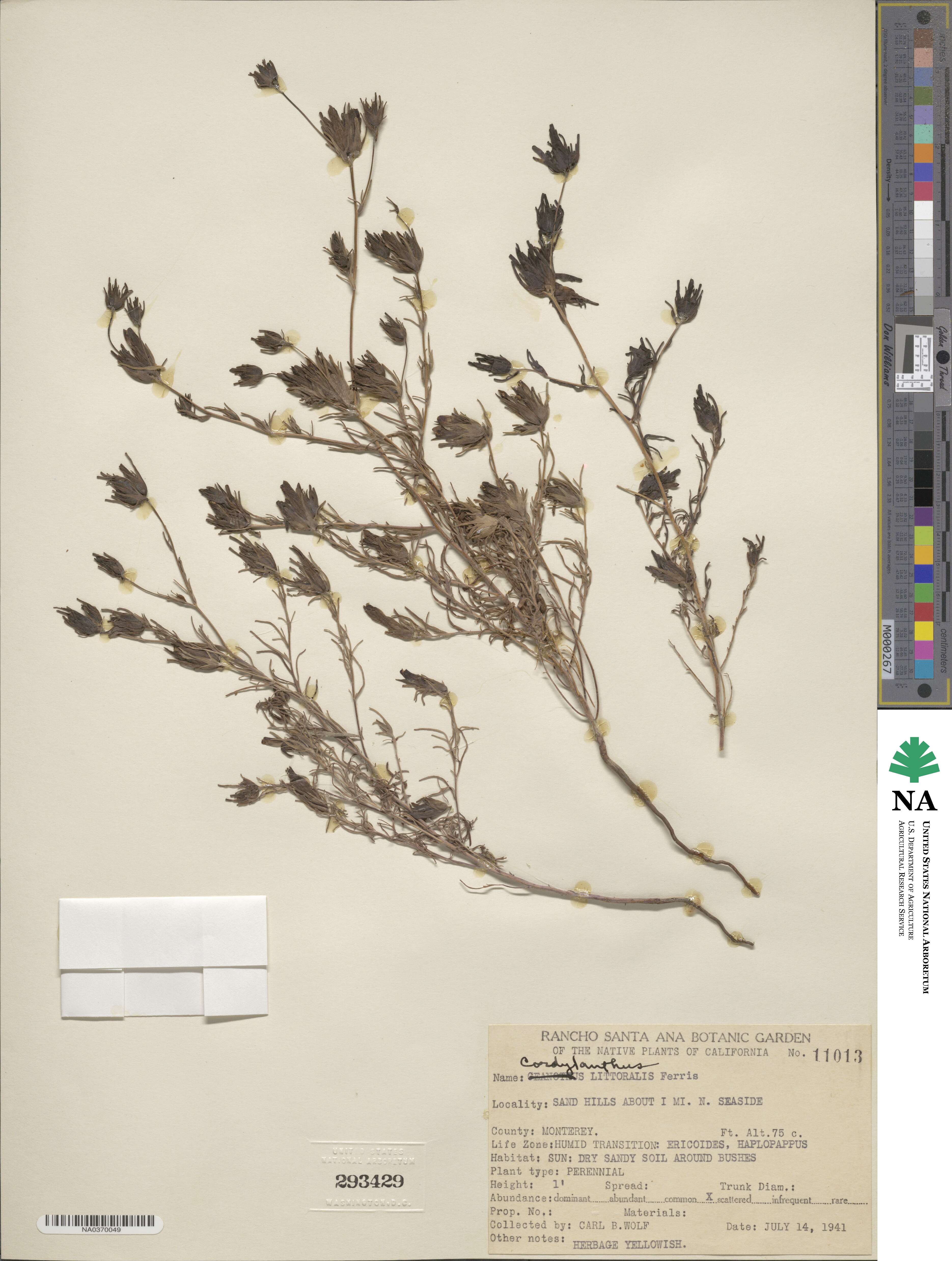 Cordylanthus image