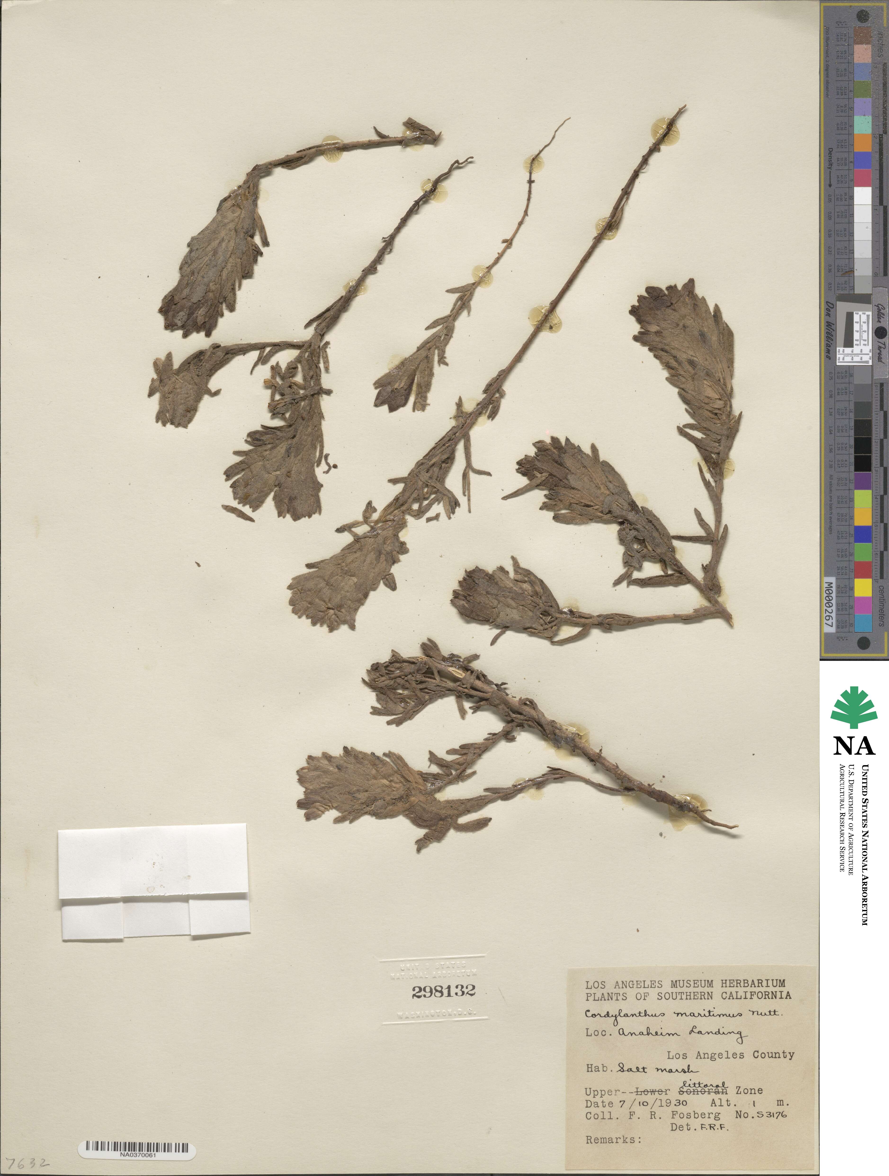 Chloropyron maritimum image