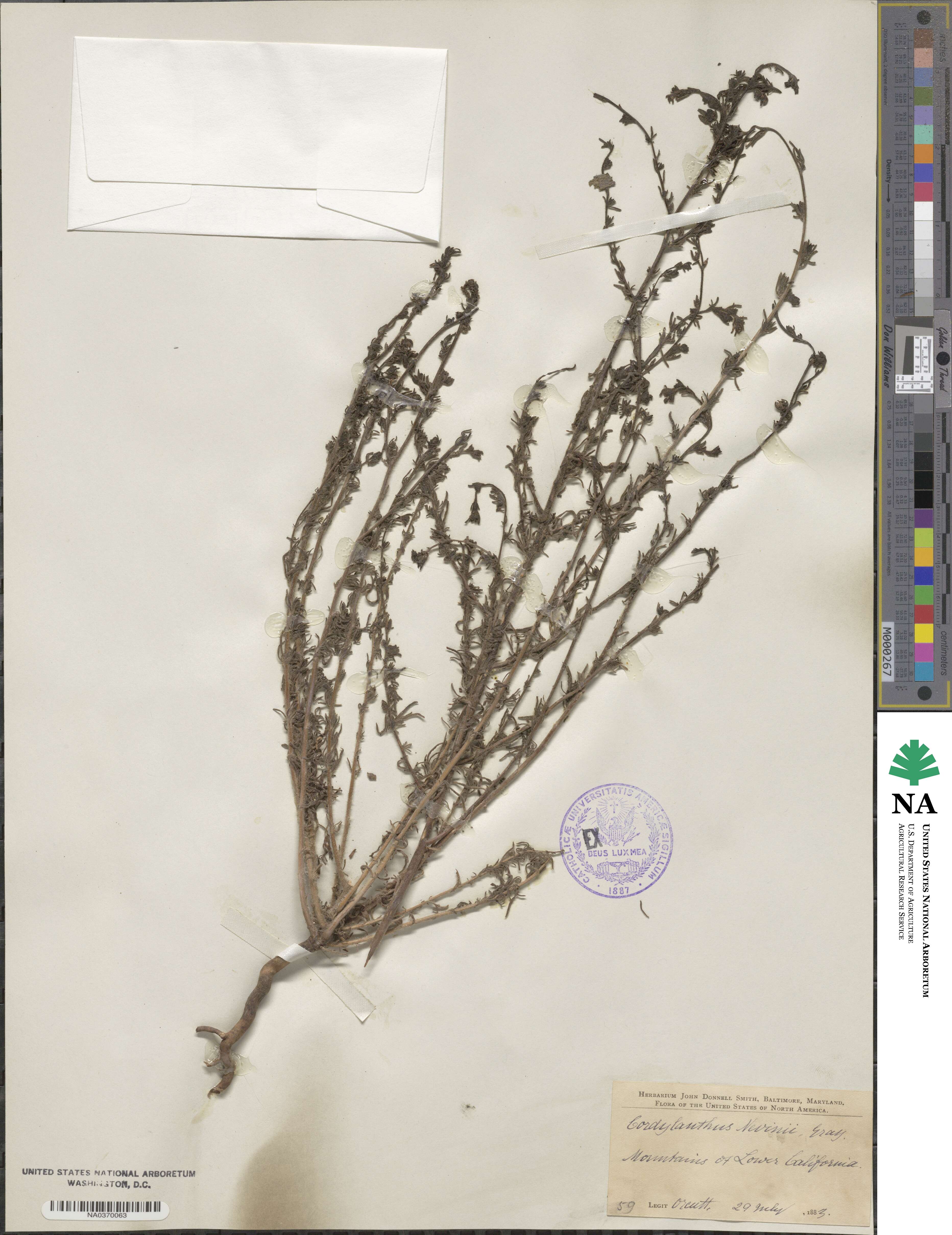 Cordylanthus nevinii image