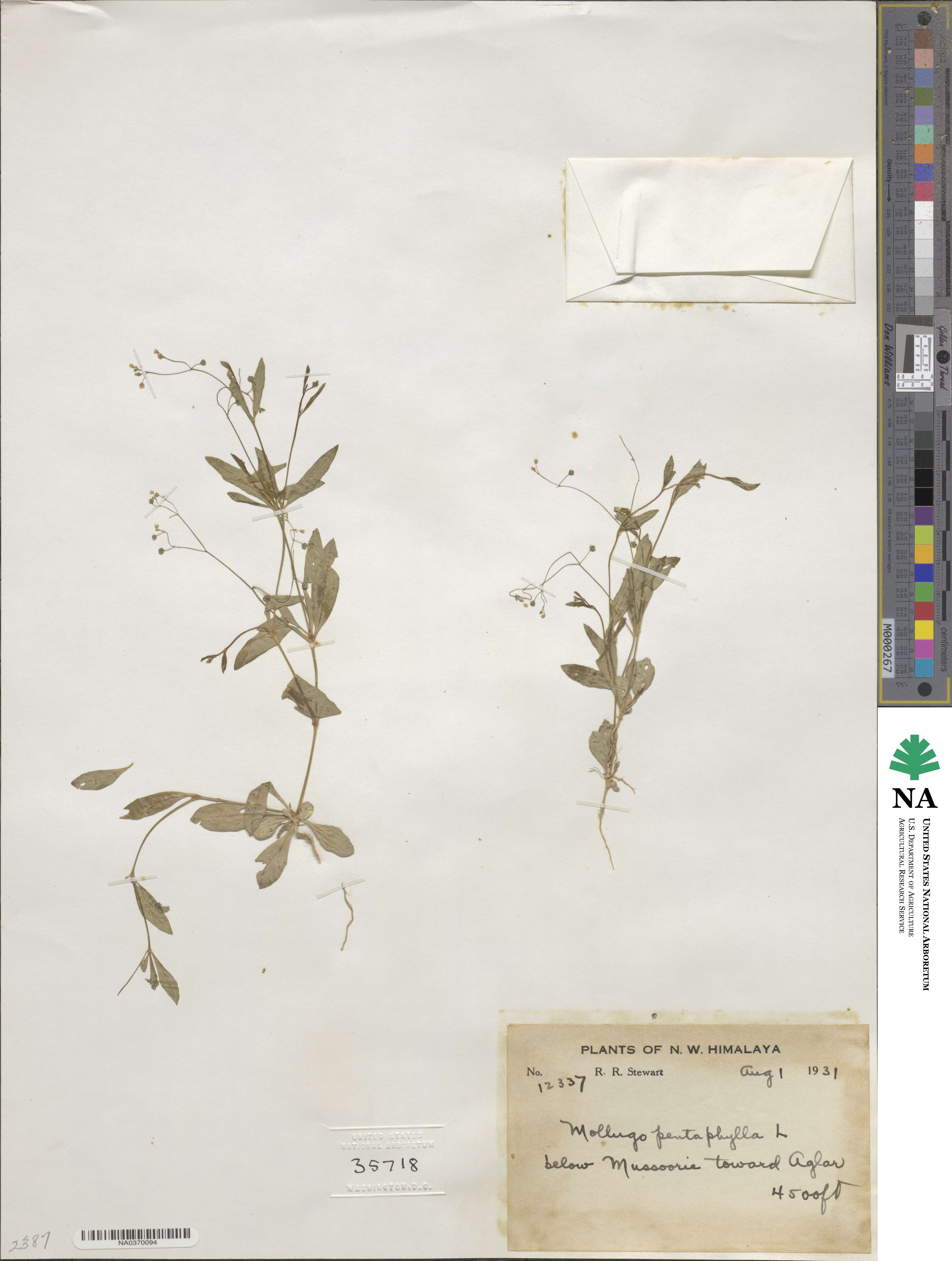 Trigastrotheca pentaphylla image
