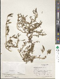 Sesuvium portulacastrum image